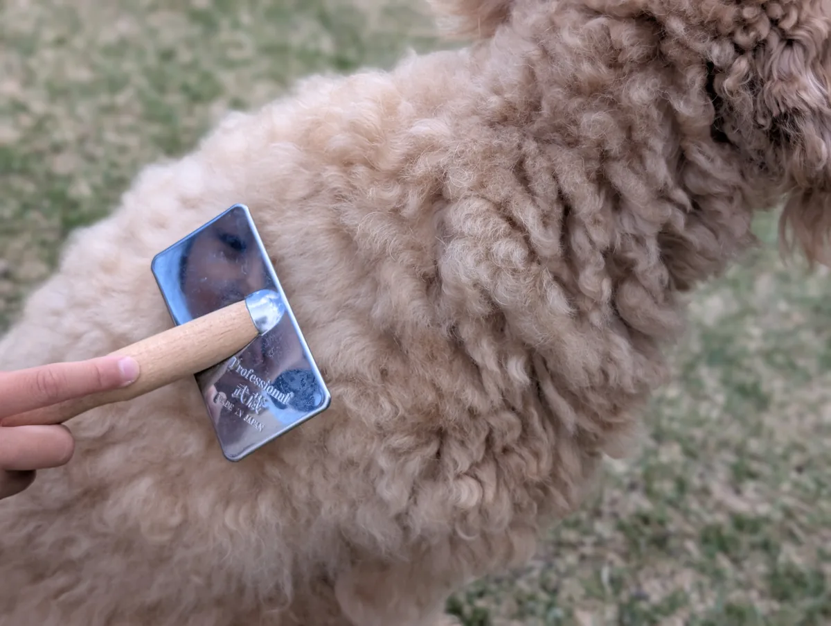 体側にスリッカーブラシを当てられるトイプードルのレオン