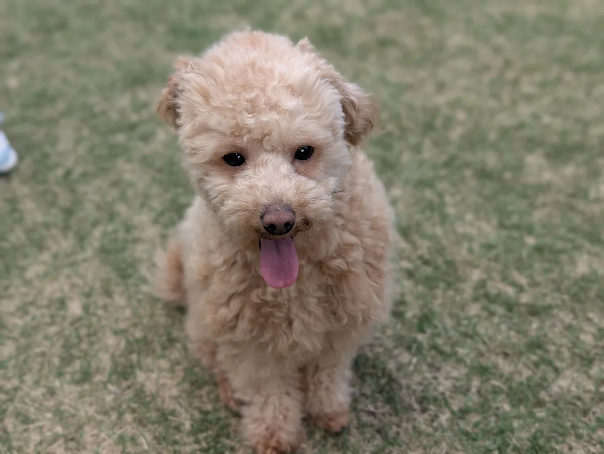 芝生でおすわりして正面を向くトイプードルのレオン