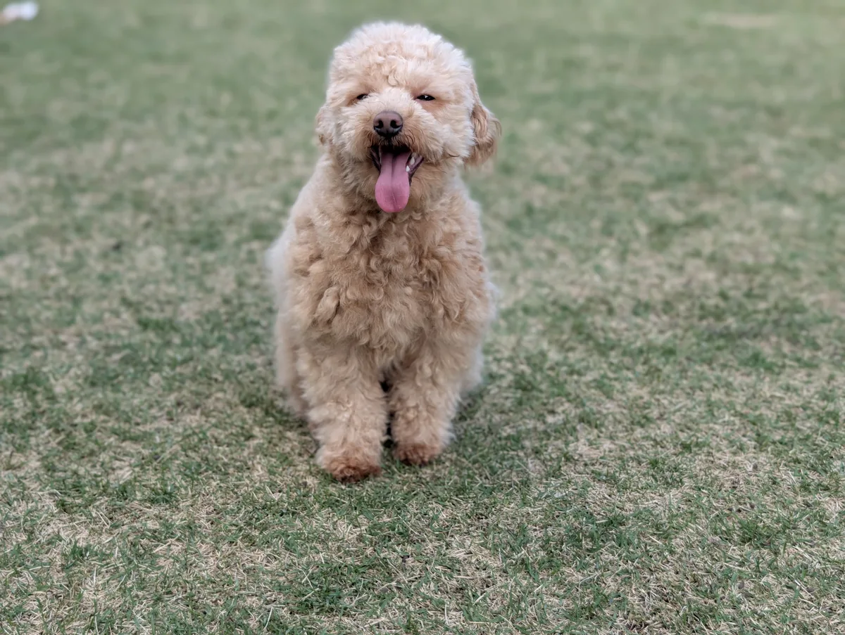 ドッグランで走ってくるトイプードルのレオン