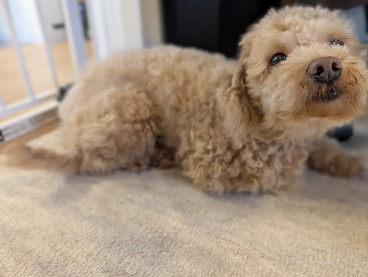 見上げるトイプードルのレオン