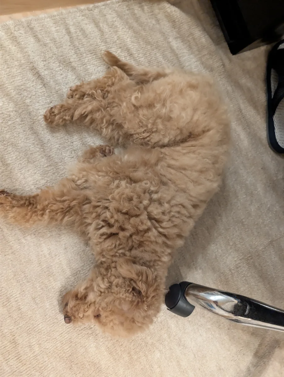 マットの上でぐっすり眠るトイプードルのレオン