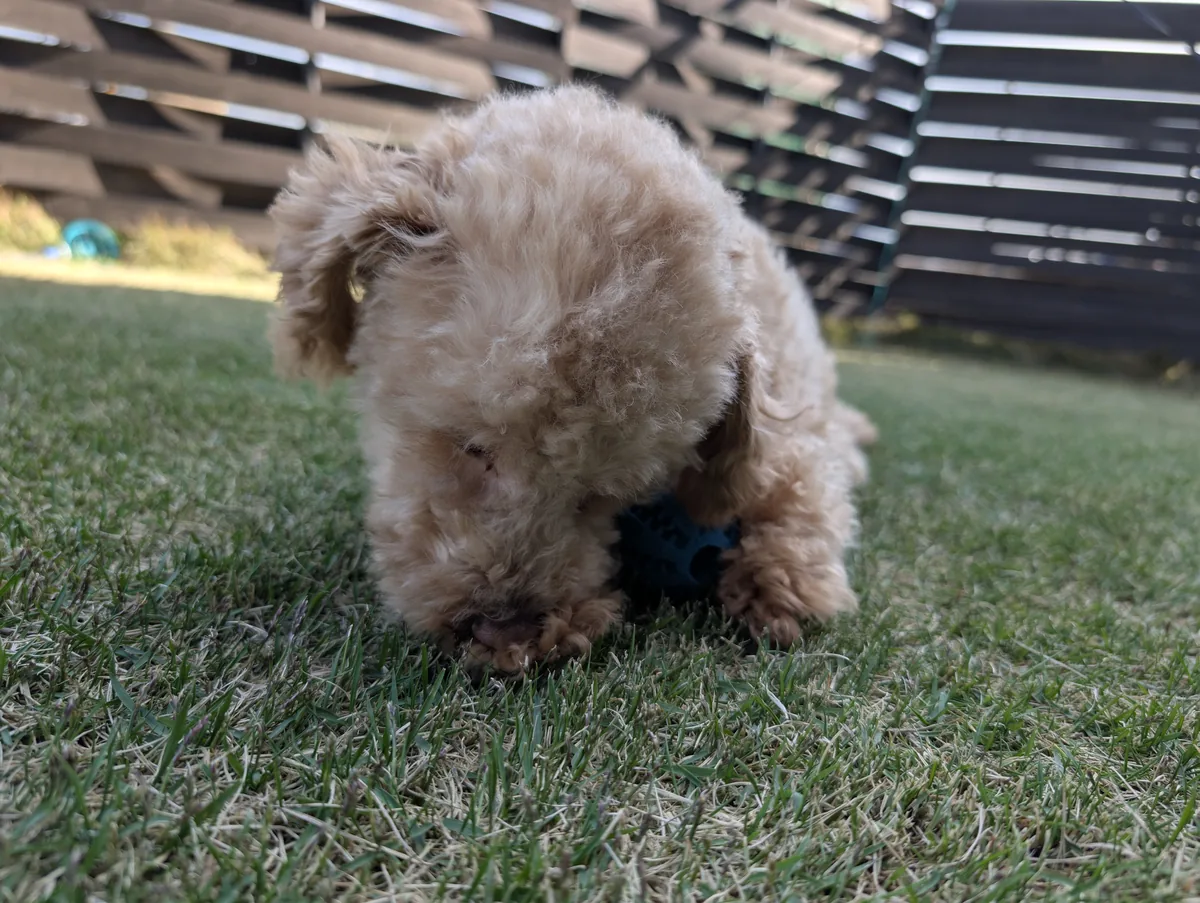 ボールを噛むトイプードルのレオン