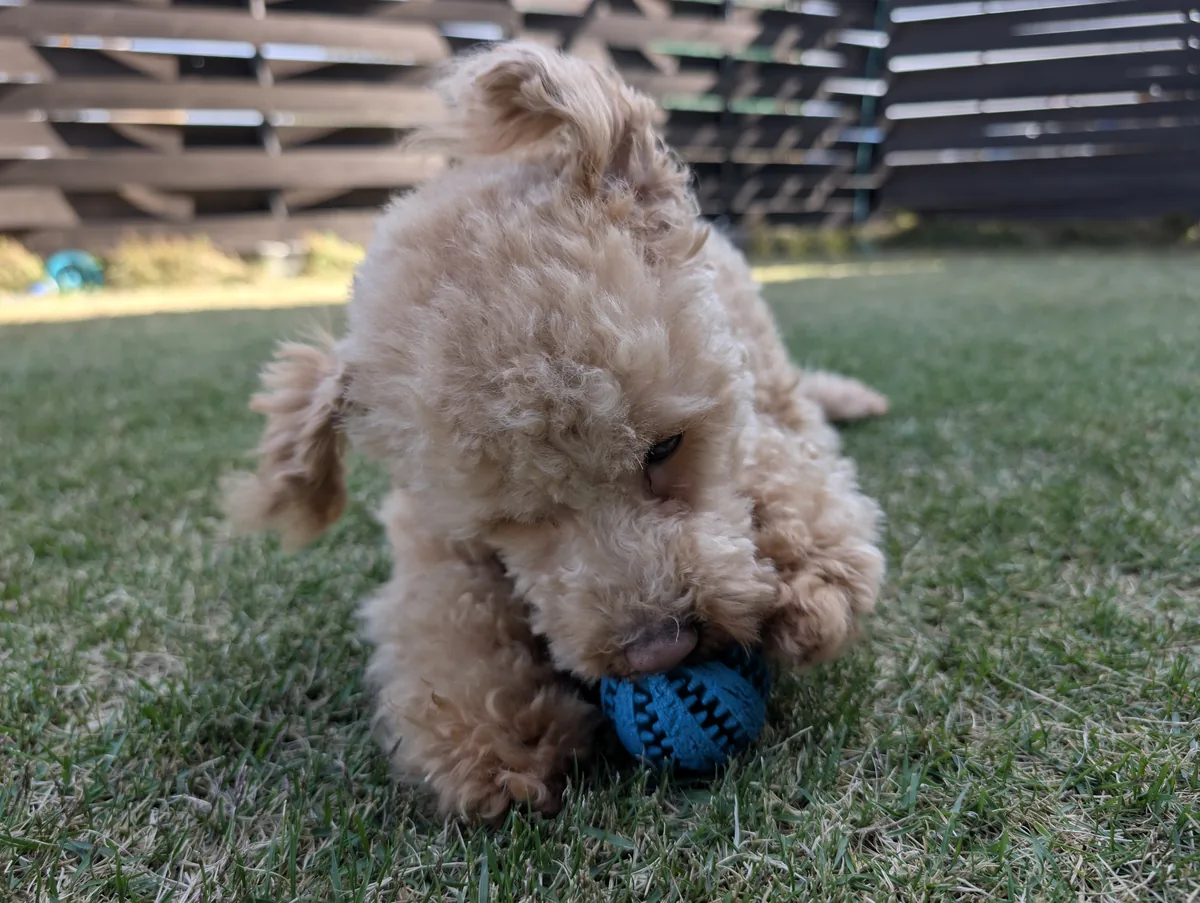 お散歩前のトイプードルのレオン