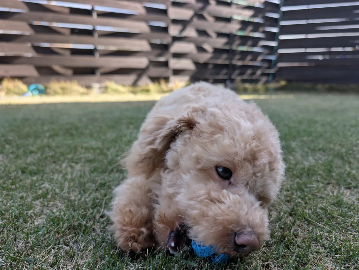 おもちゃに夢中で噛みつくトイプードルのレオン