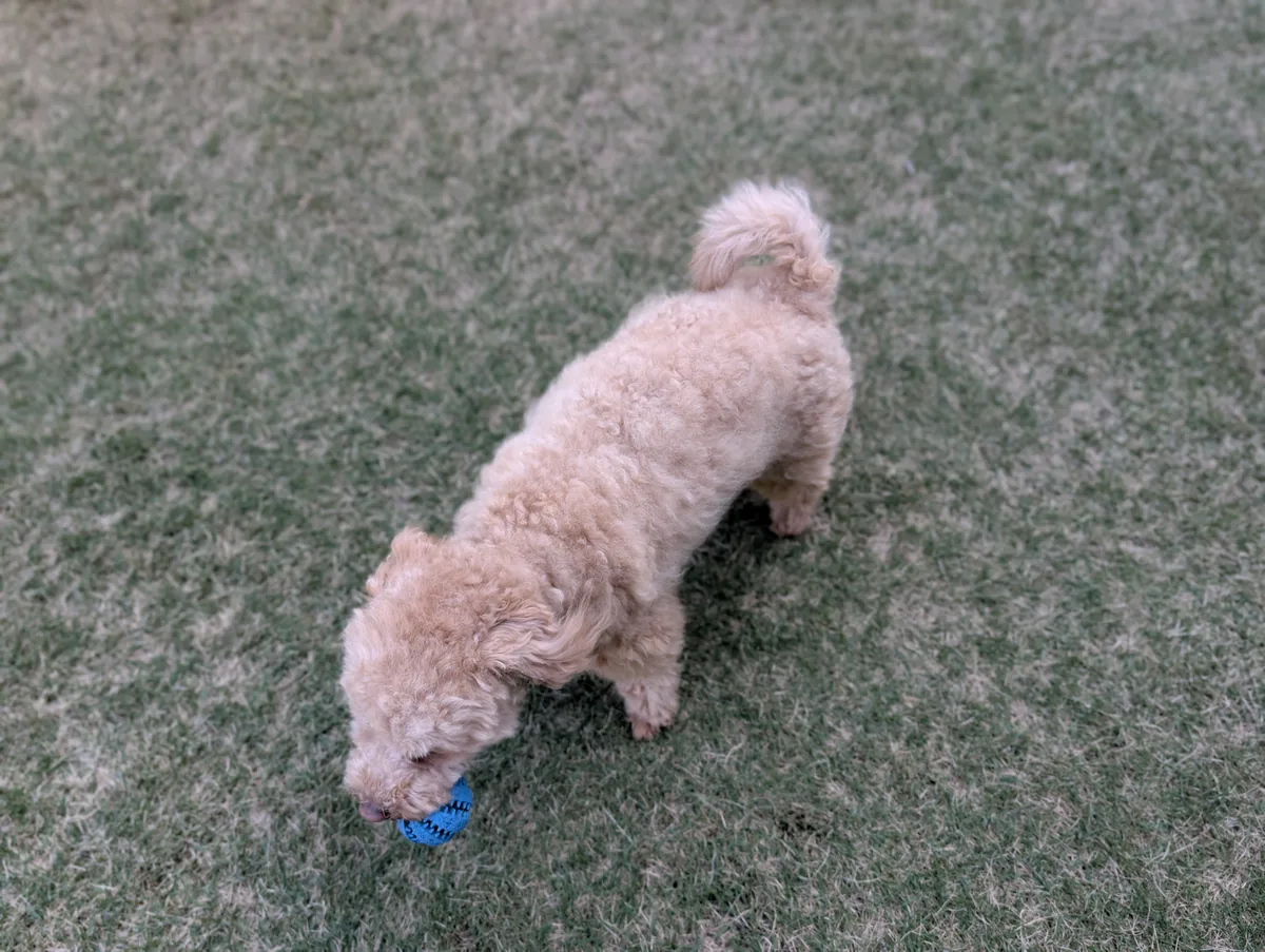 ボールで遊ぶトイプードルのレオン