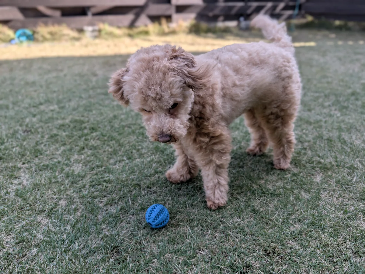 おもちゃの匂いを嗅ぐトイプードルのレオン