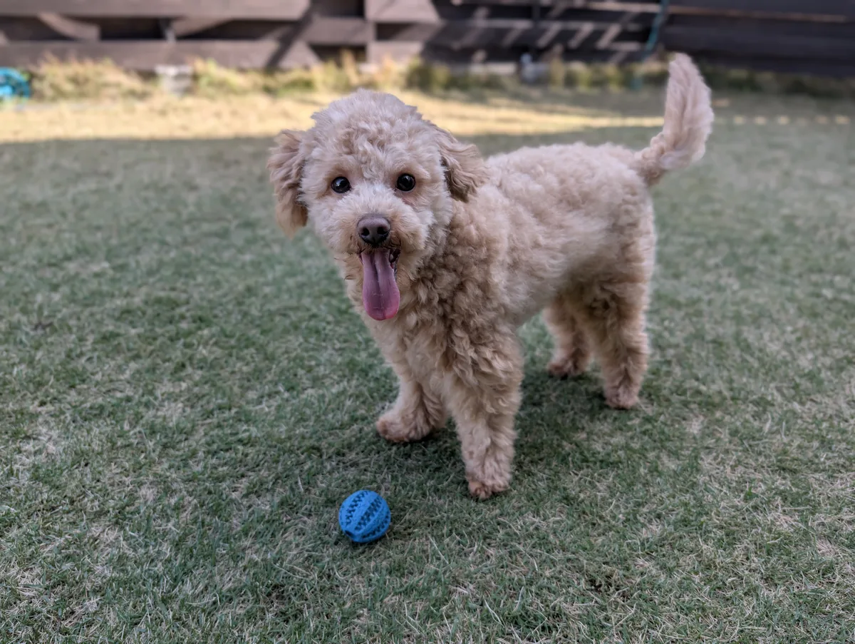 ドッグランで楽しそうに遊ぶトイプードルのレオン