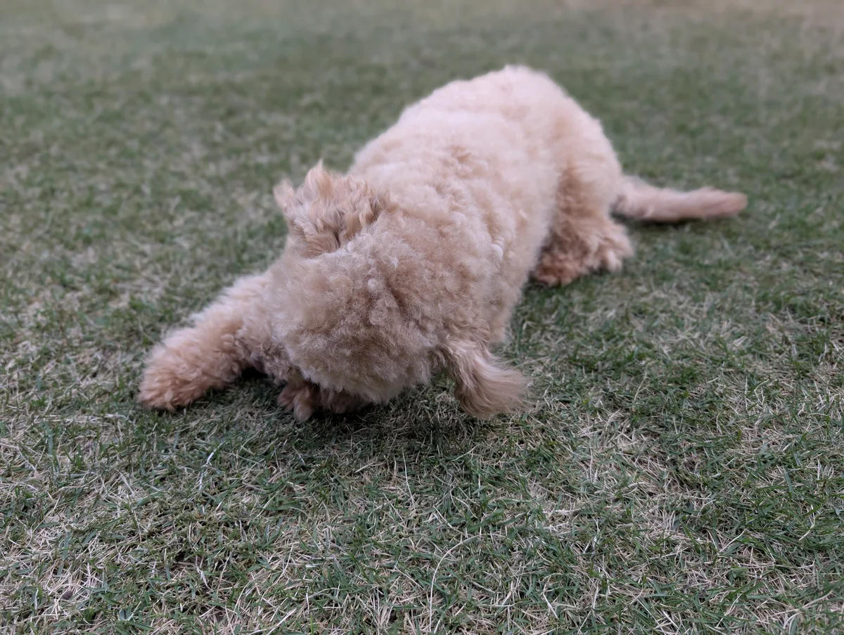 公園でアクティブに掘るトイプードルのレオン