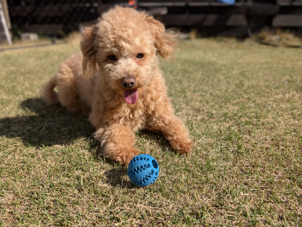 公園で遊ぶトイプードルのレオン