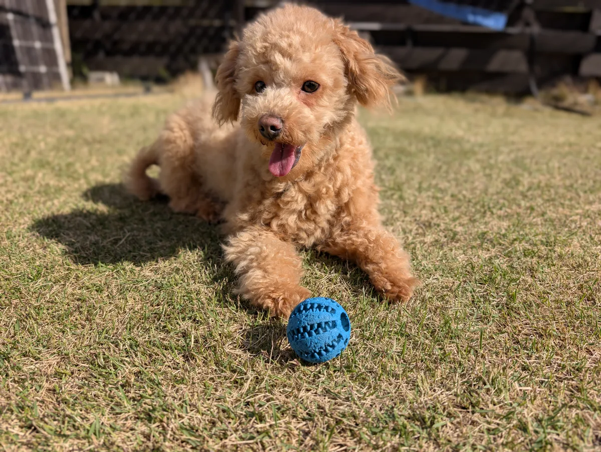 公園で舌を出して暑そうに歩くトイプードルのレオン
