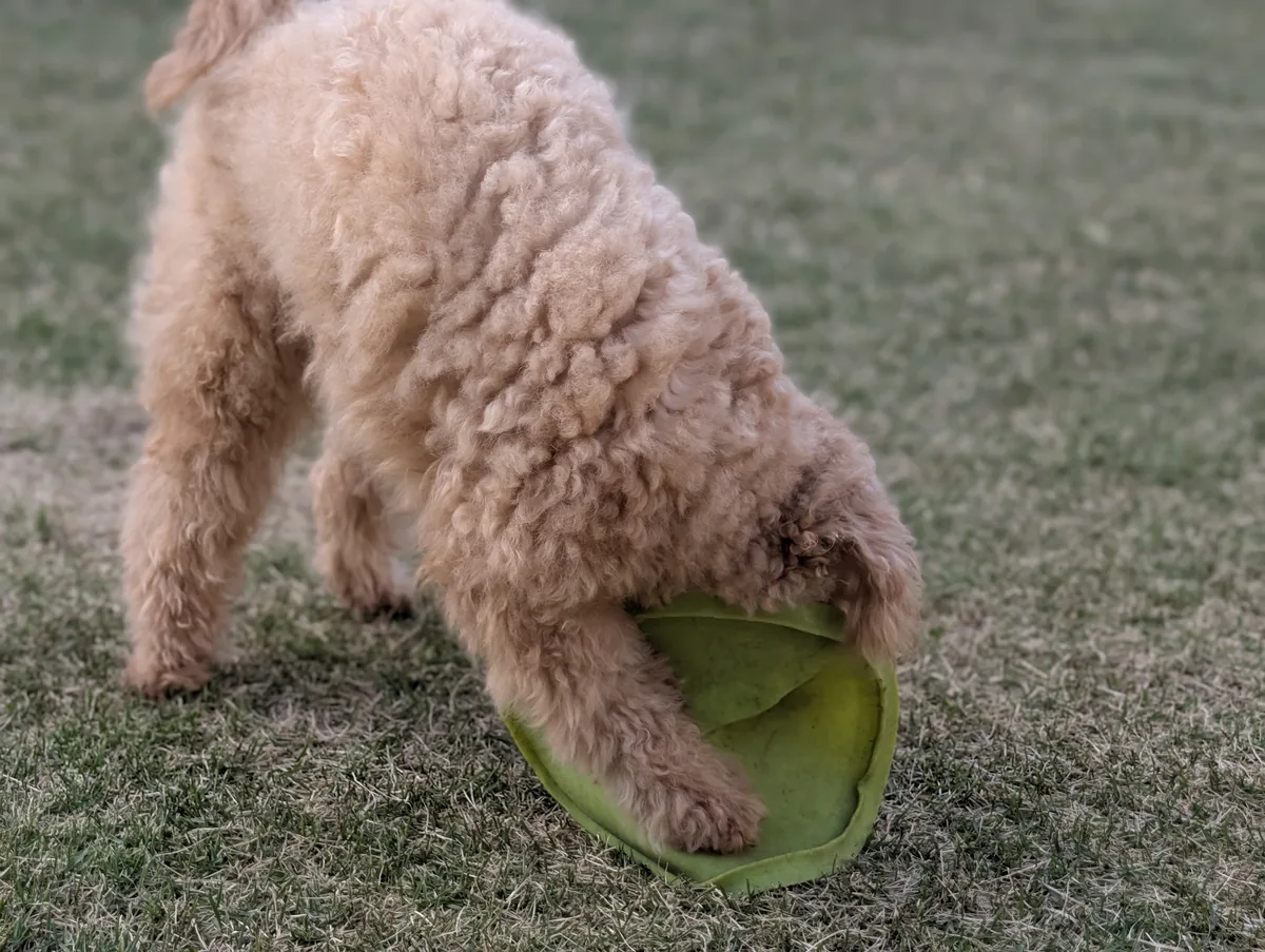 公園でフリスビーをくわえるトイプードルのレオン