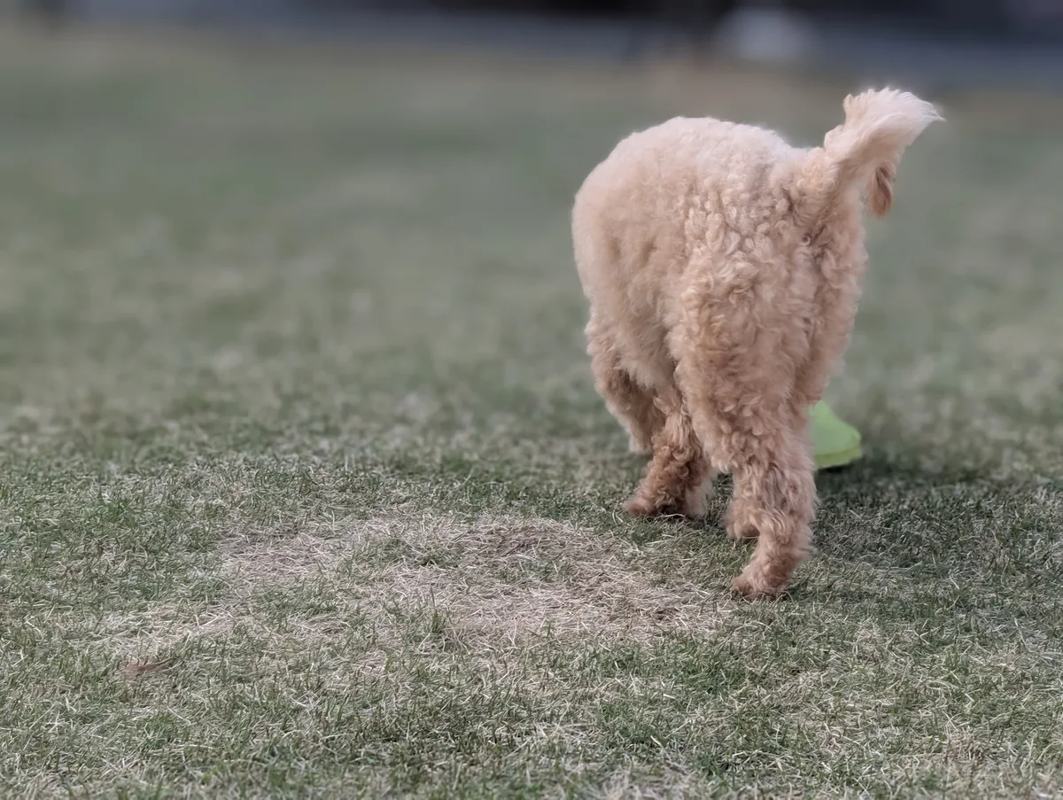 ハーネスを付けて散歩するトイプードルのレオンの後ろ姿
