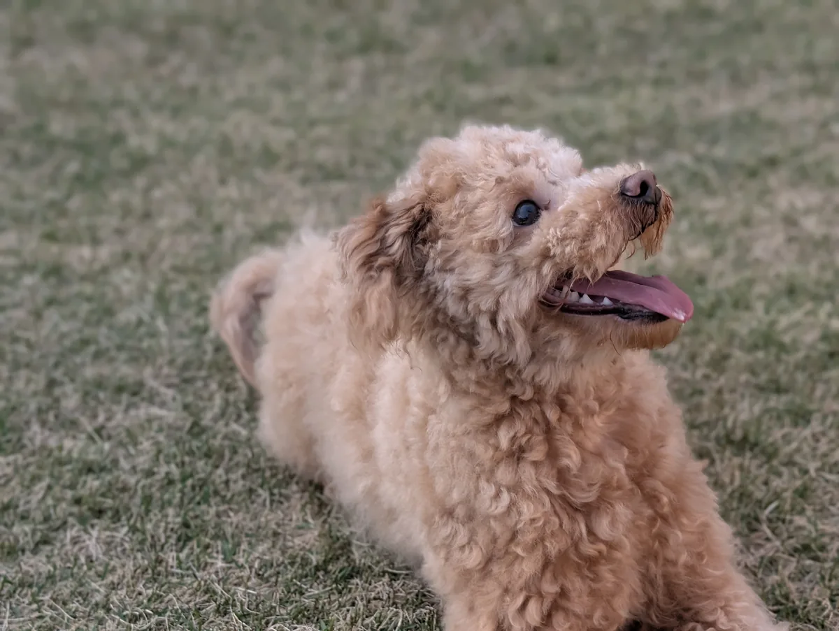 公園で横を向くトイプードルのレオン