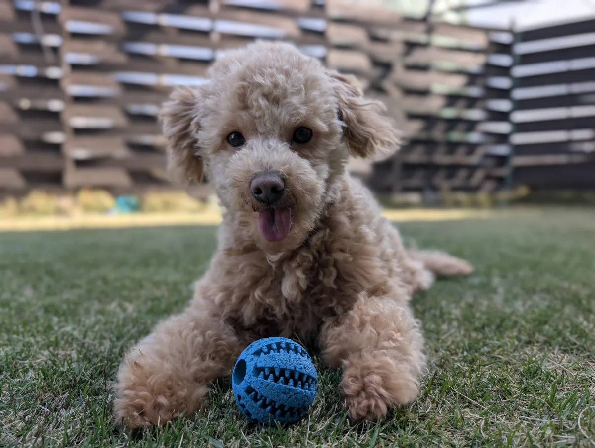 公園で笑顔のトイプードルのレオン