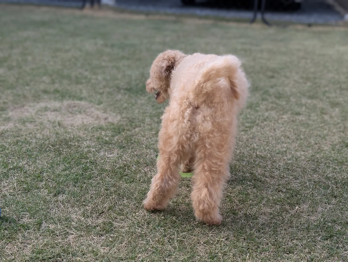 散歩中のトイプードルのレオン
