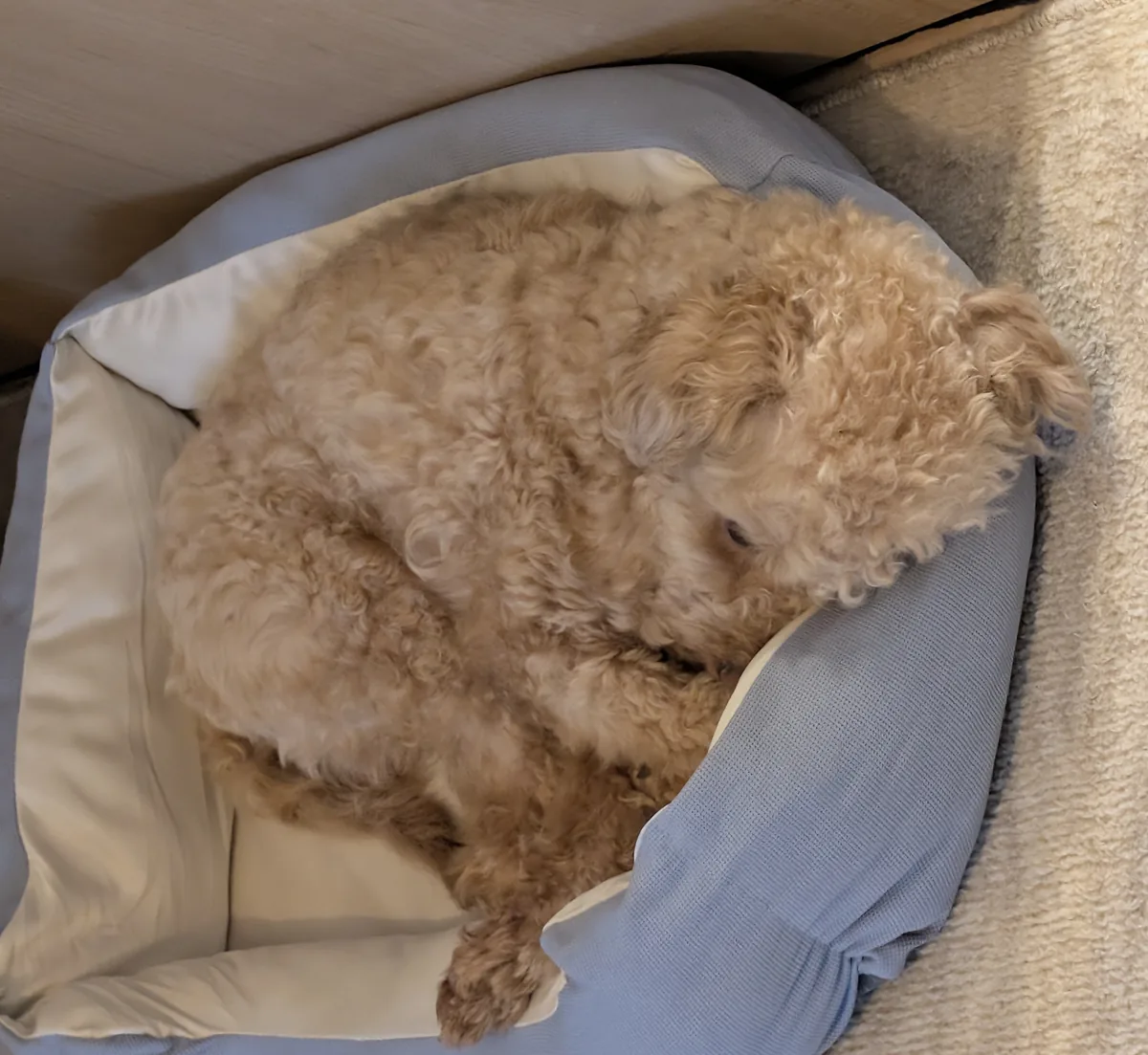 室内で丸くなって休むトイプードルのレオン