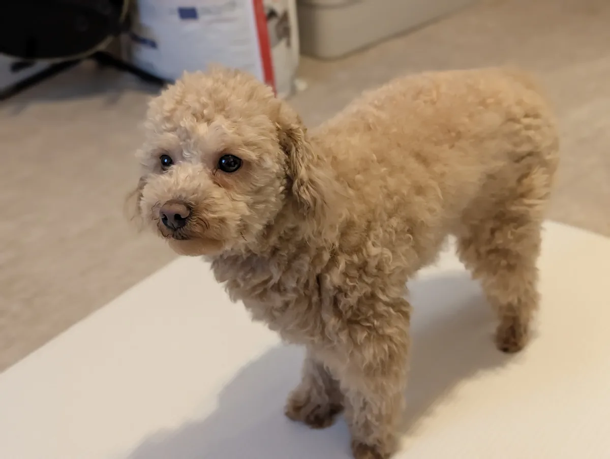 遠くを見つめるトイプードルのレオン