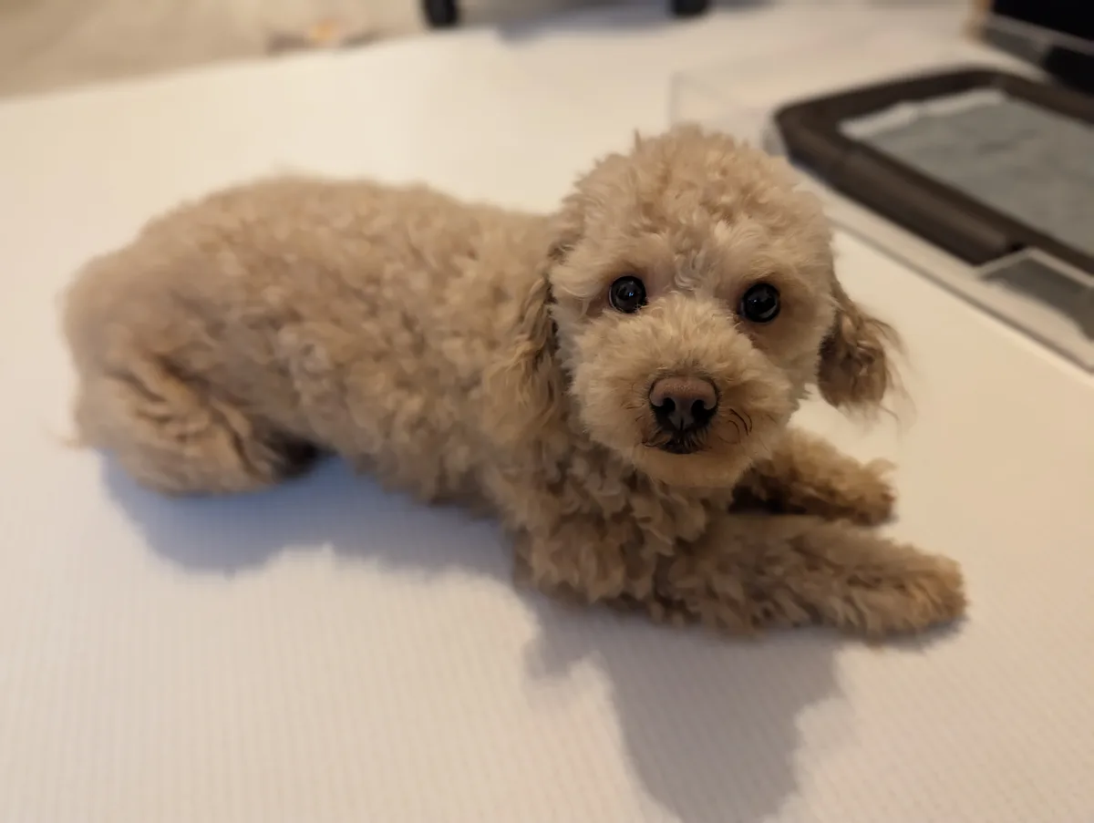 くつろぐトイプードルのレオン
