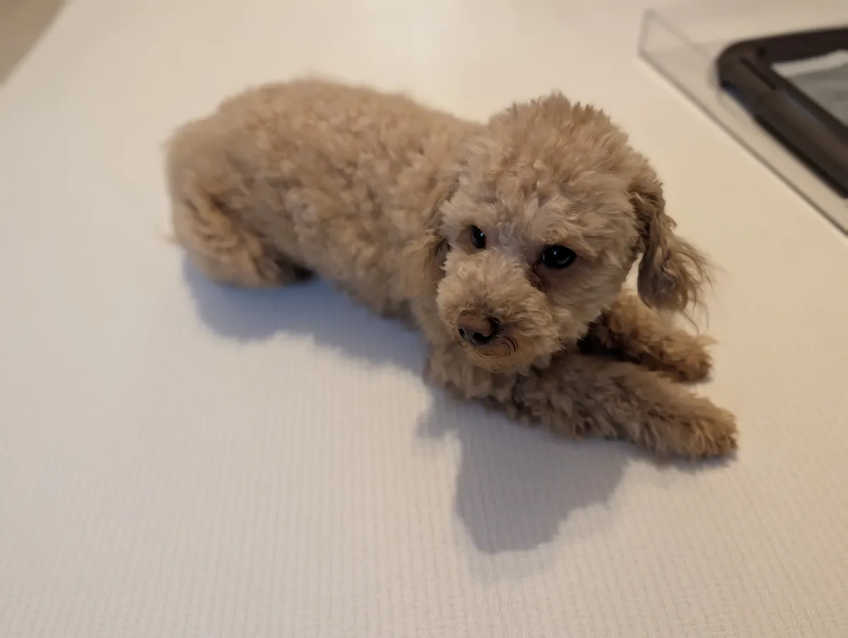 リラックスするトイプードルのレオン