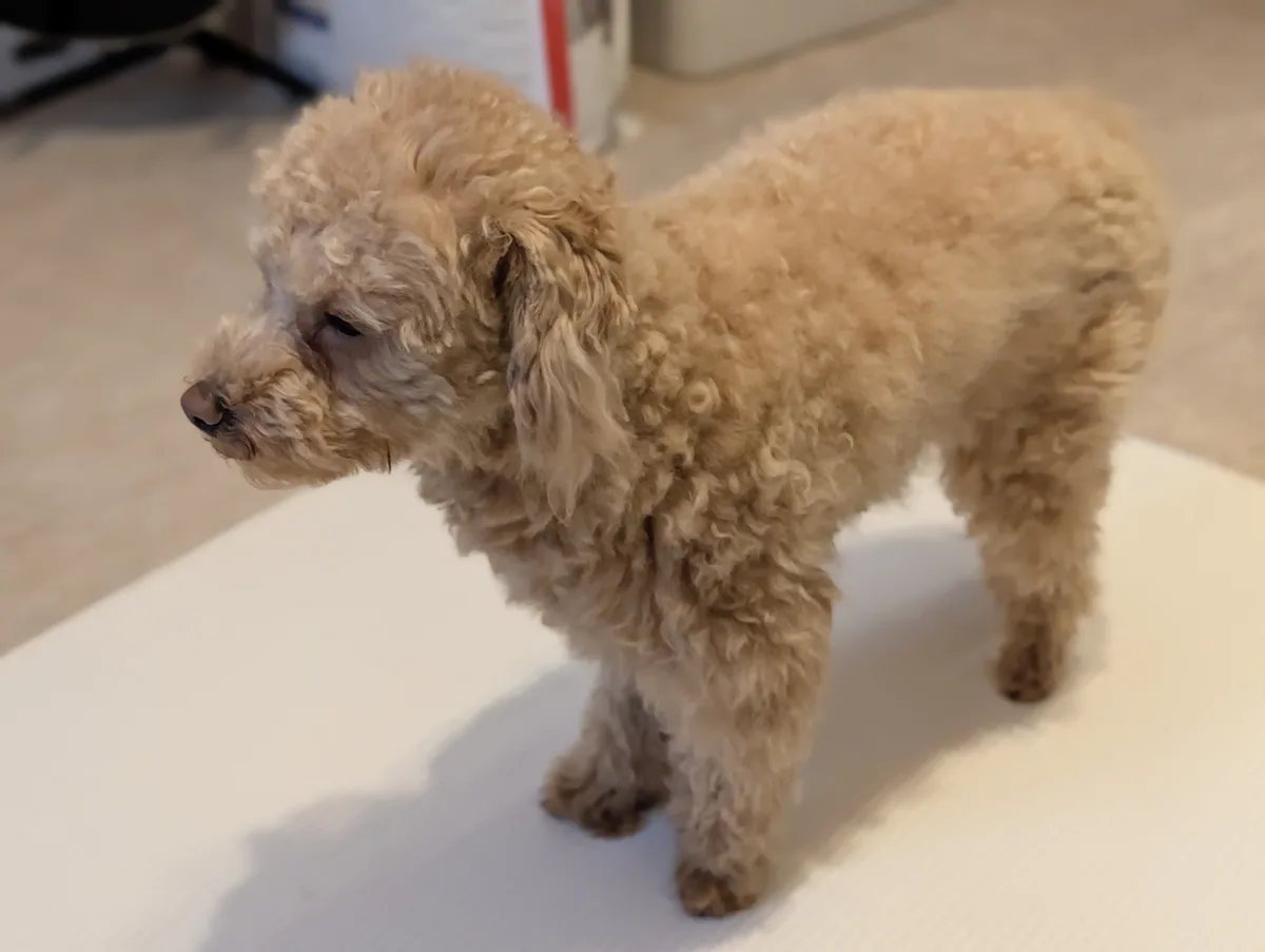 横向きのトイプードルのレオン