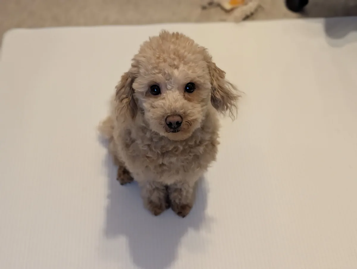 かわいく座るトイプードルのレオン