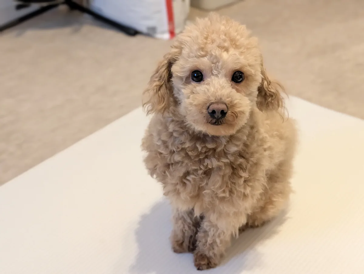 正面を向いて座るトイプードルのレオン