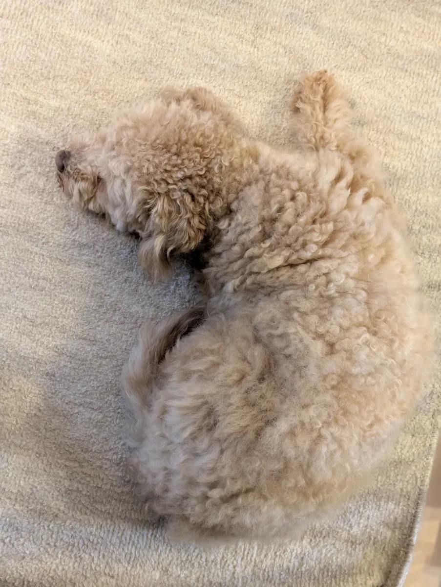 自宅のマットで丸くなって眠るトイプードルのレオン