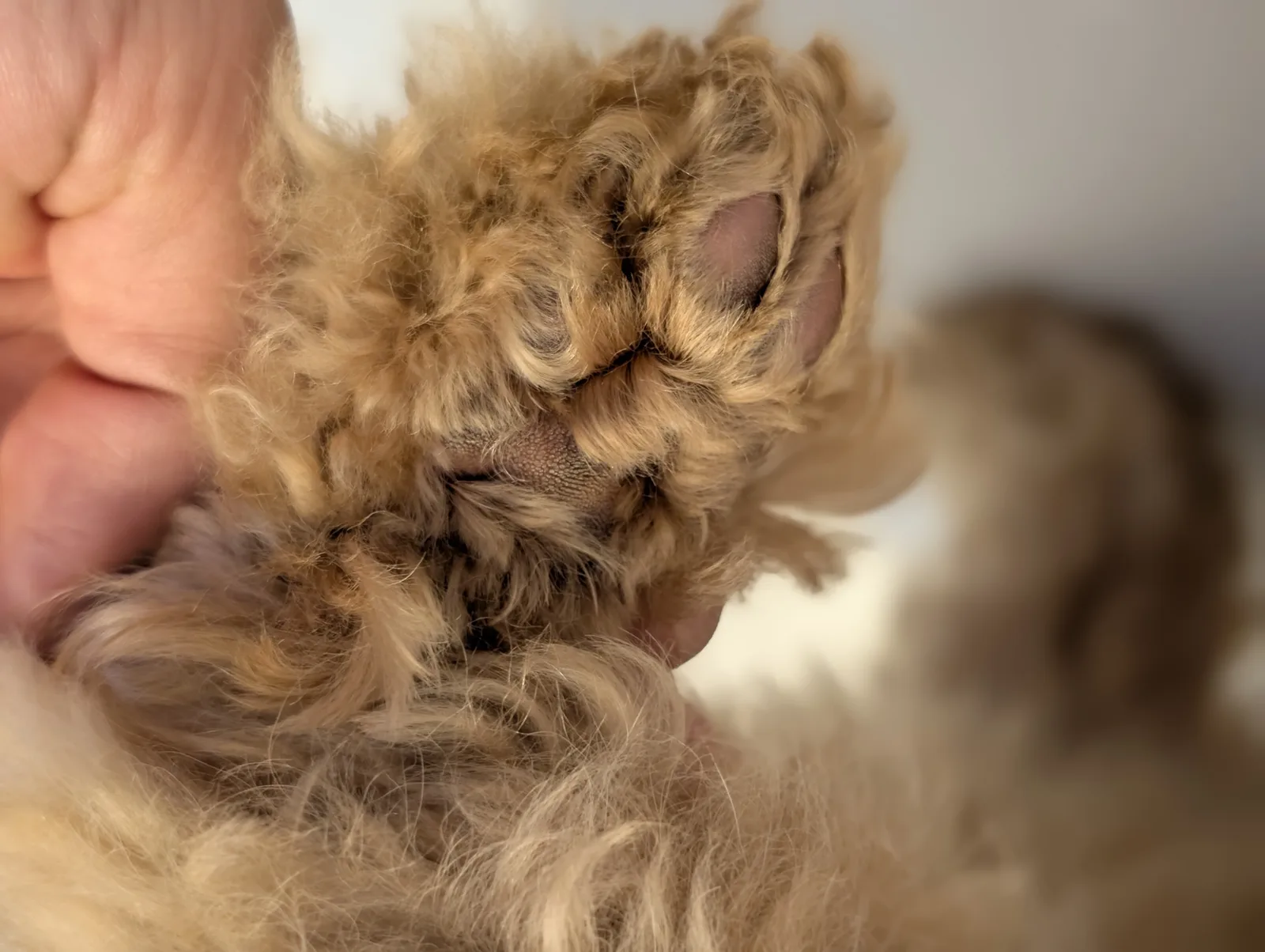 トイプードルのボサボサになった足裏の毛