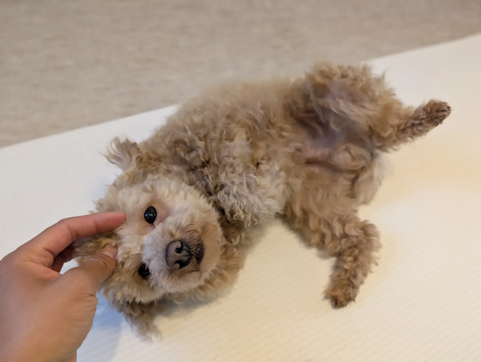 仰向けになってリラックスするトイプードル