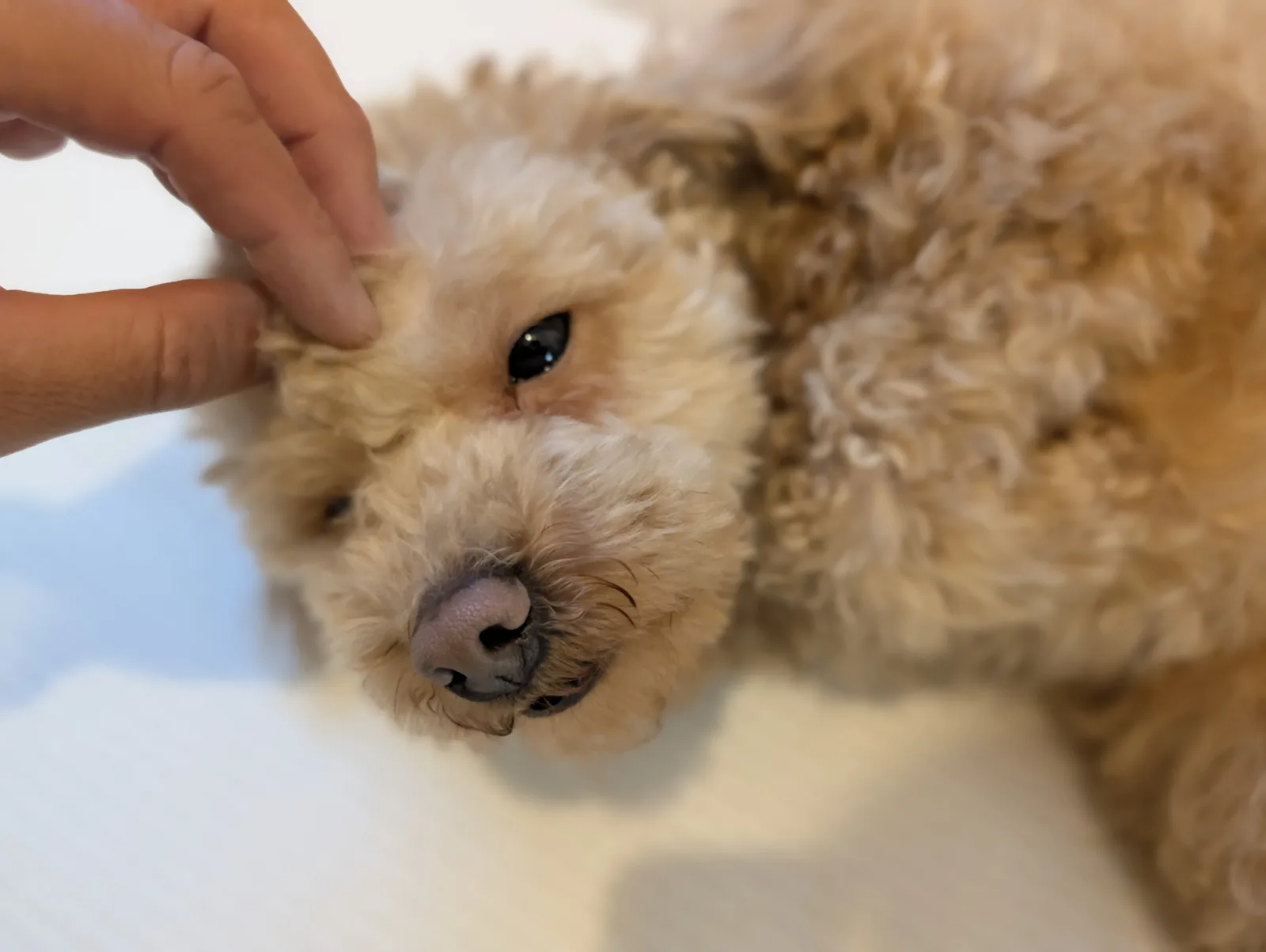 トイプードルの顔まわりのケア