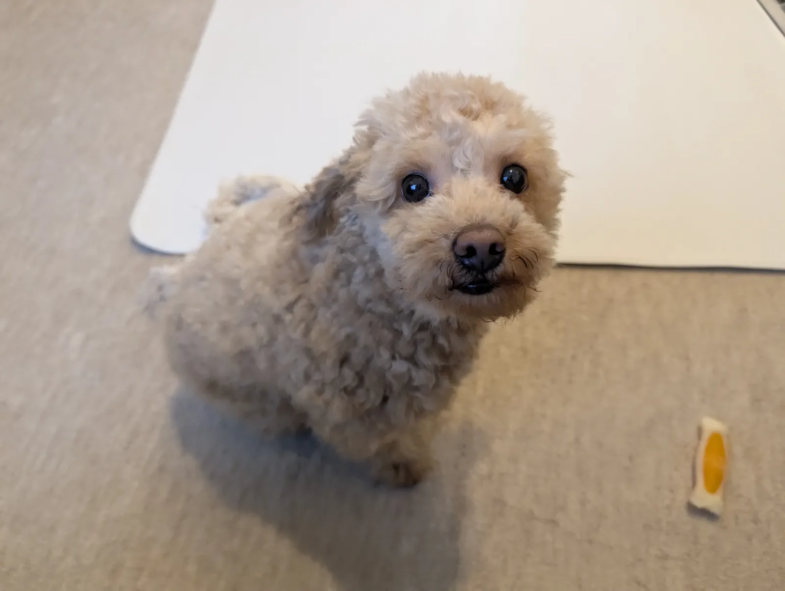 トイプードルのセルフトリミング