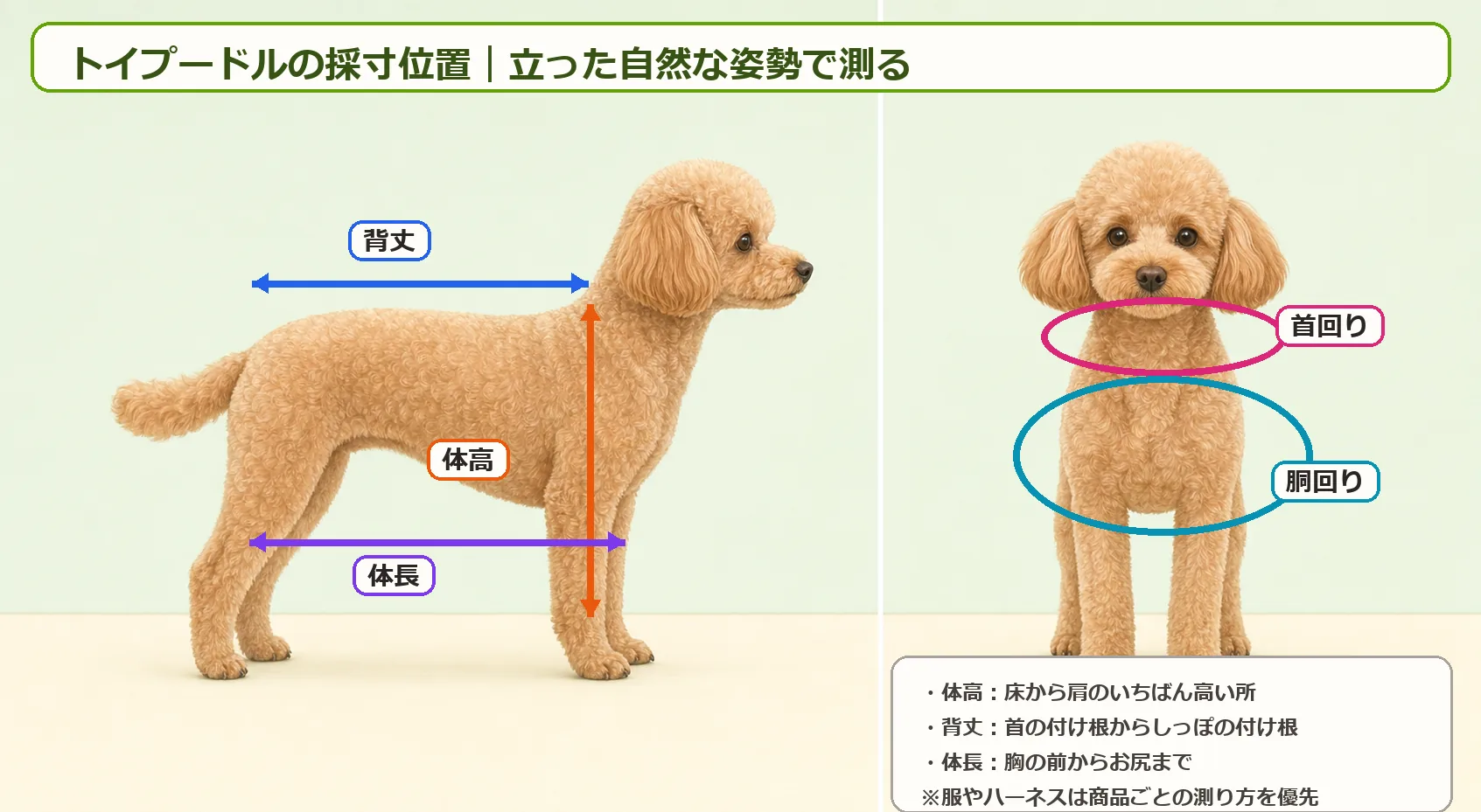 トイプードルの体高・体長・背丈・首回り・胴回りを示した採寸位置の図解