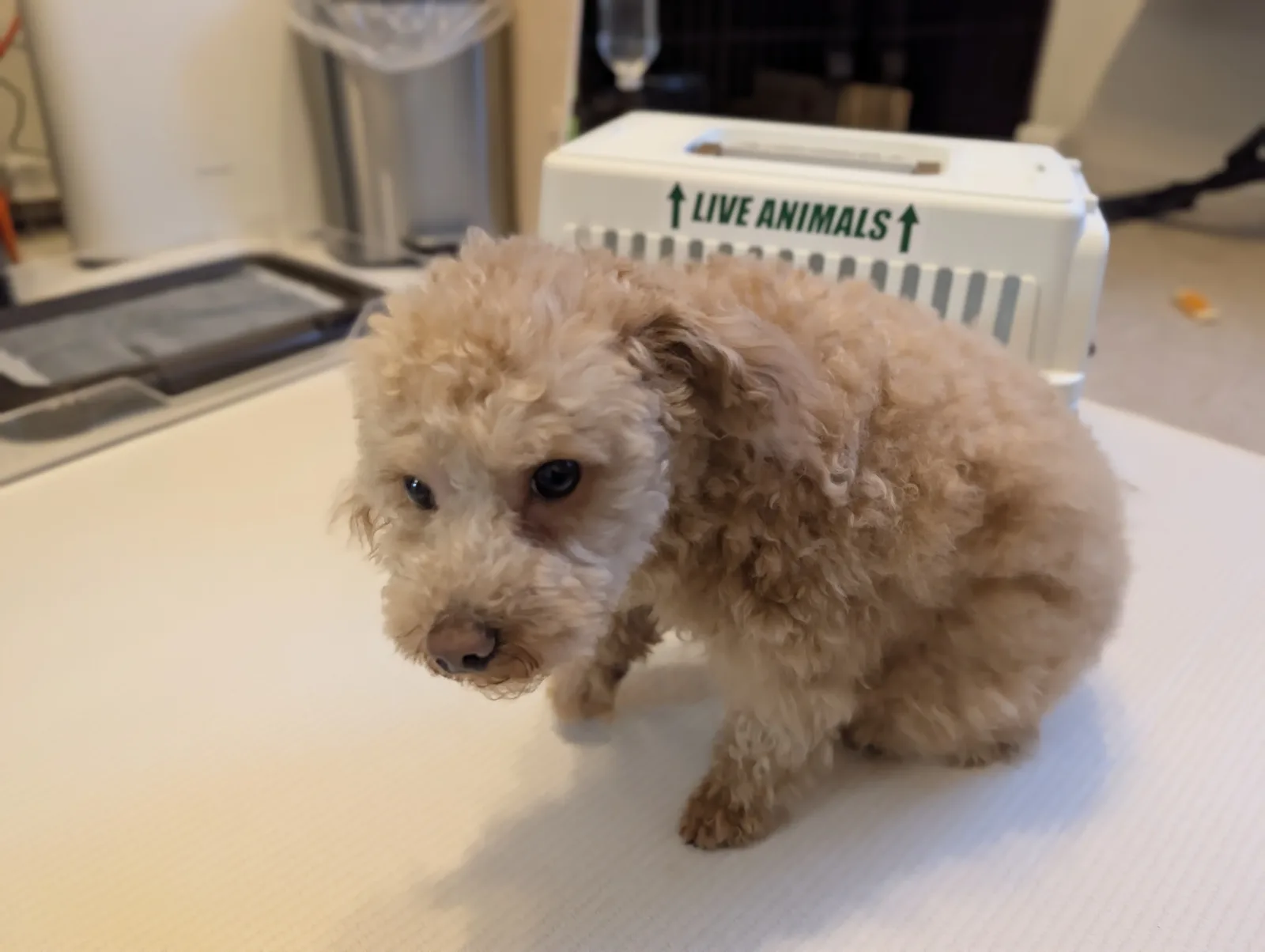 キャリーバッグに入るトイプードルのレオン