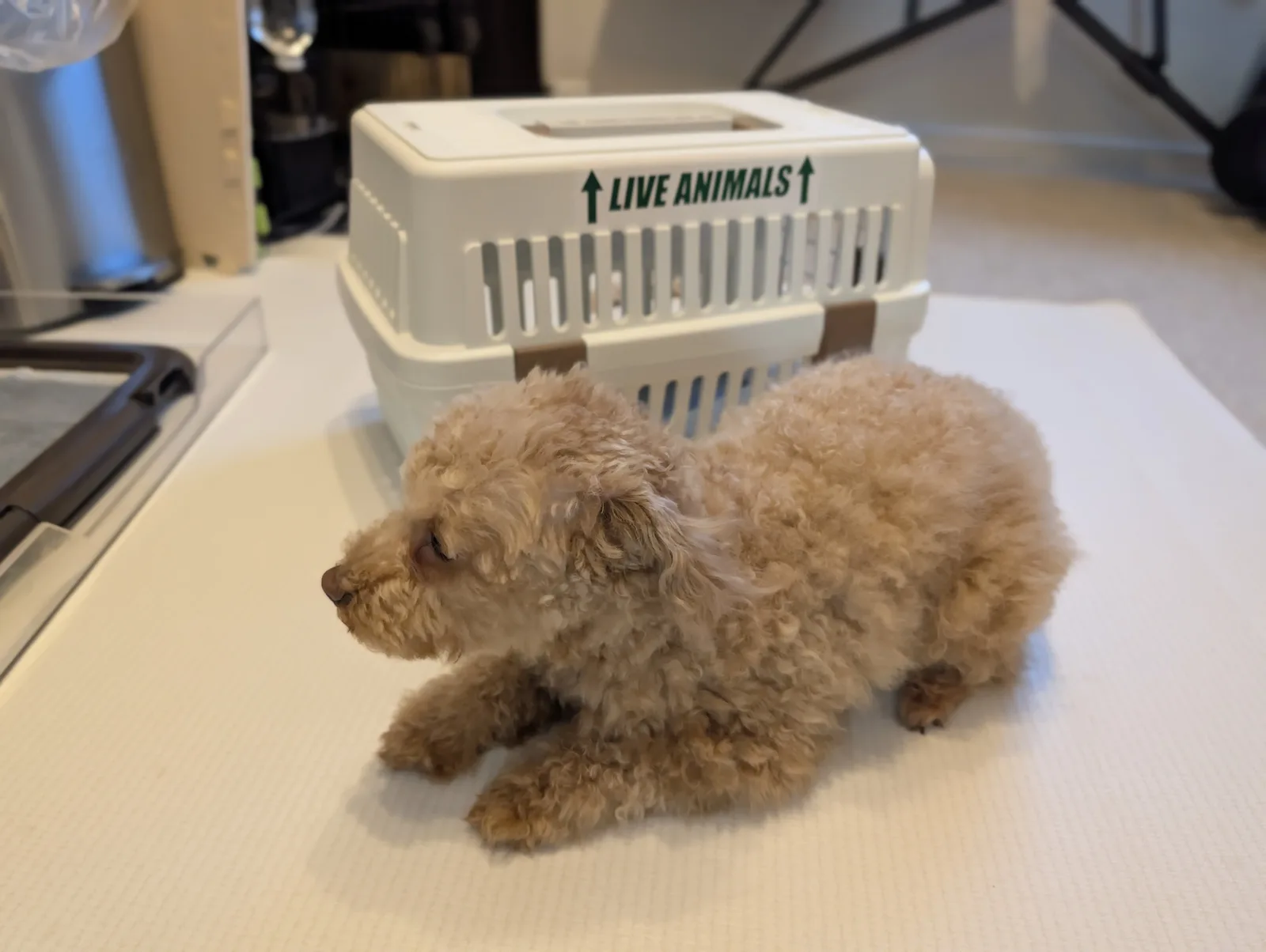 キャリーバッグを試すトイプードルのレオン