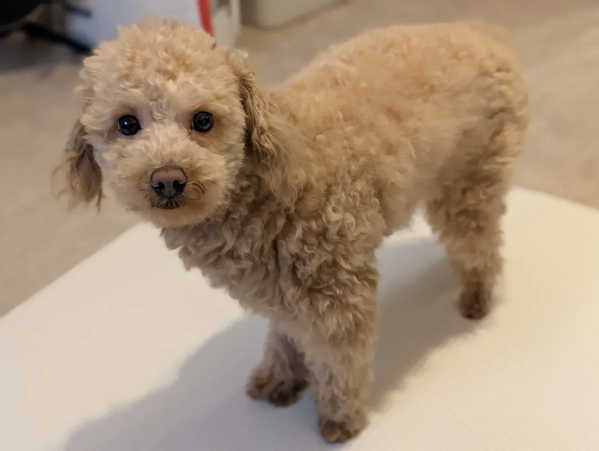 キャリーバッグ選びで悩む飼い主のイメージ