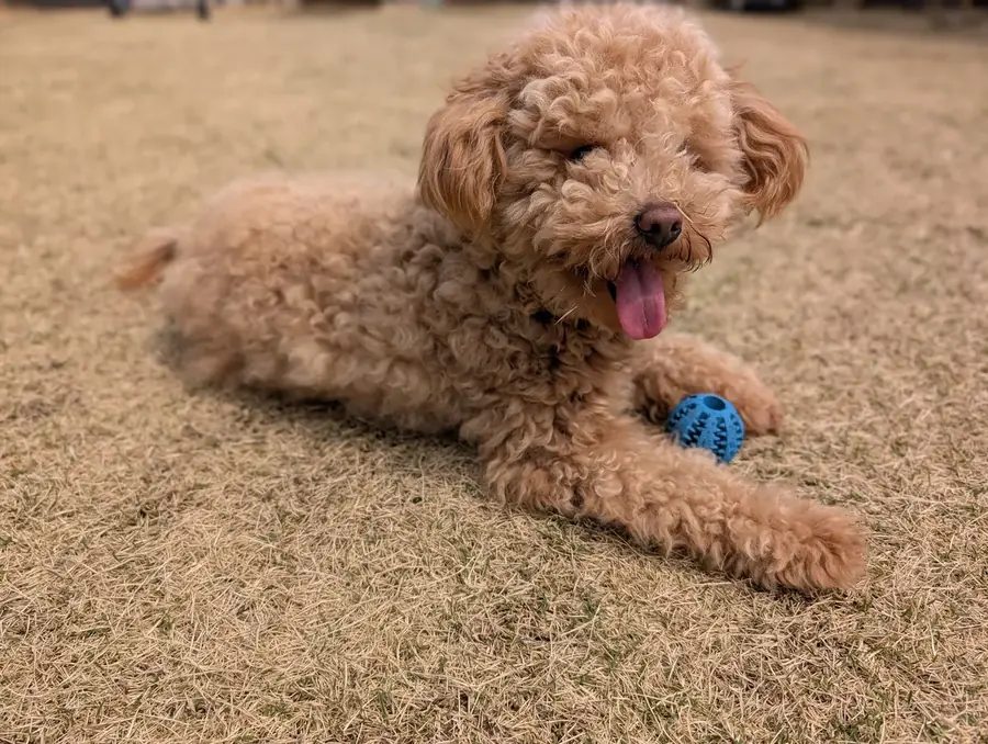 キャリーバッグでお出かけするトイプードルのレオン