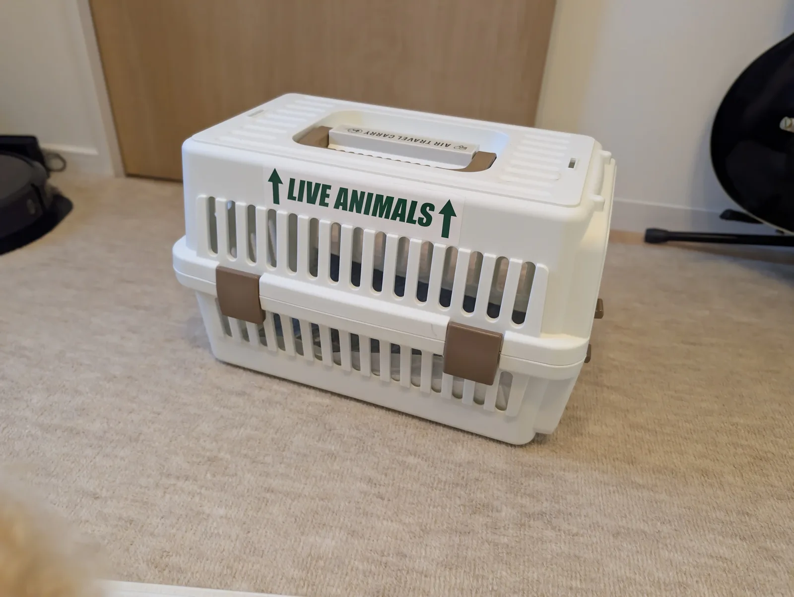 キャリーバッグでお出かけするトイプードルのレオン