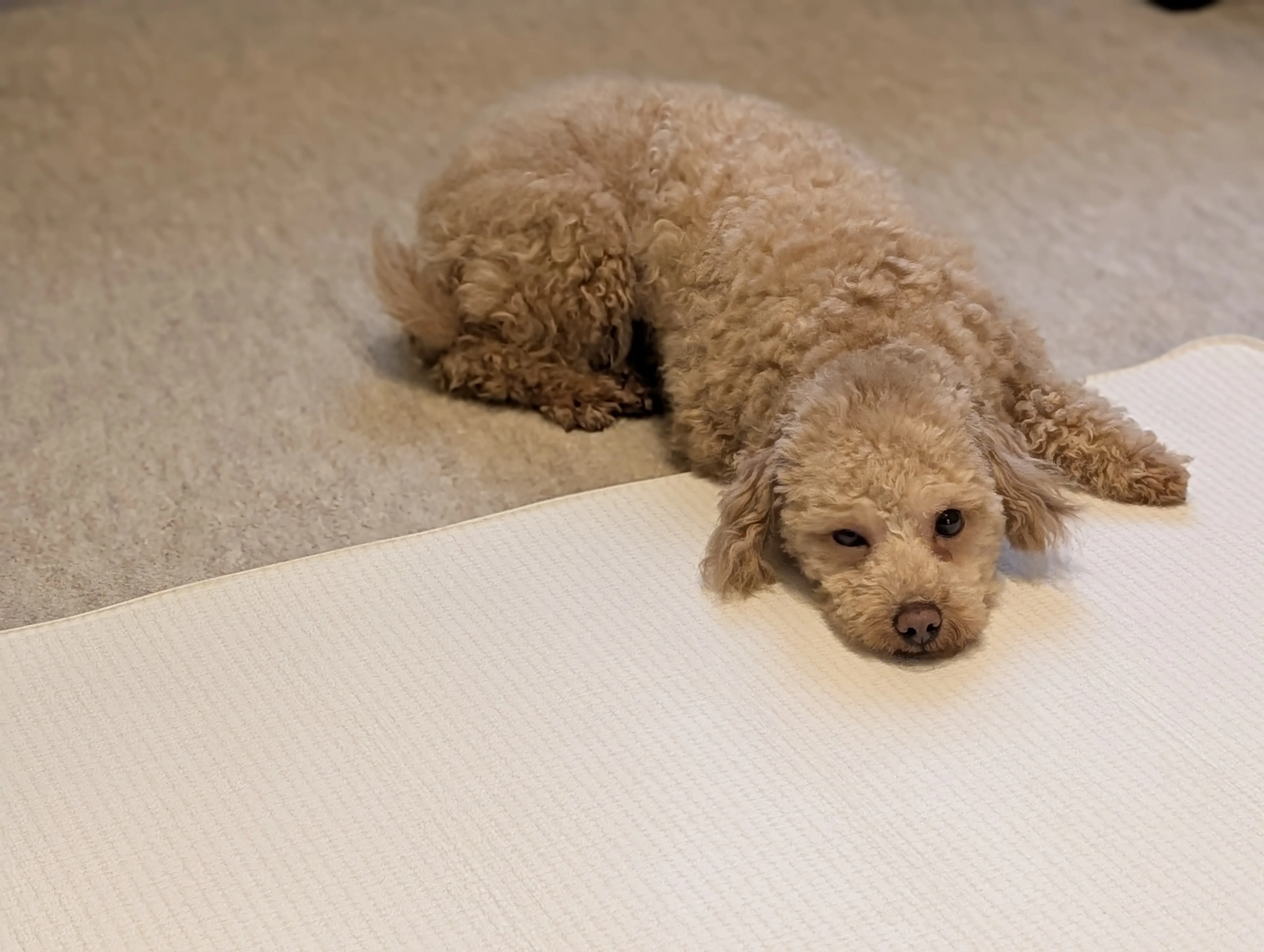 ケージの中でくつろぐトイプードルのレオン