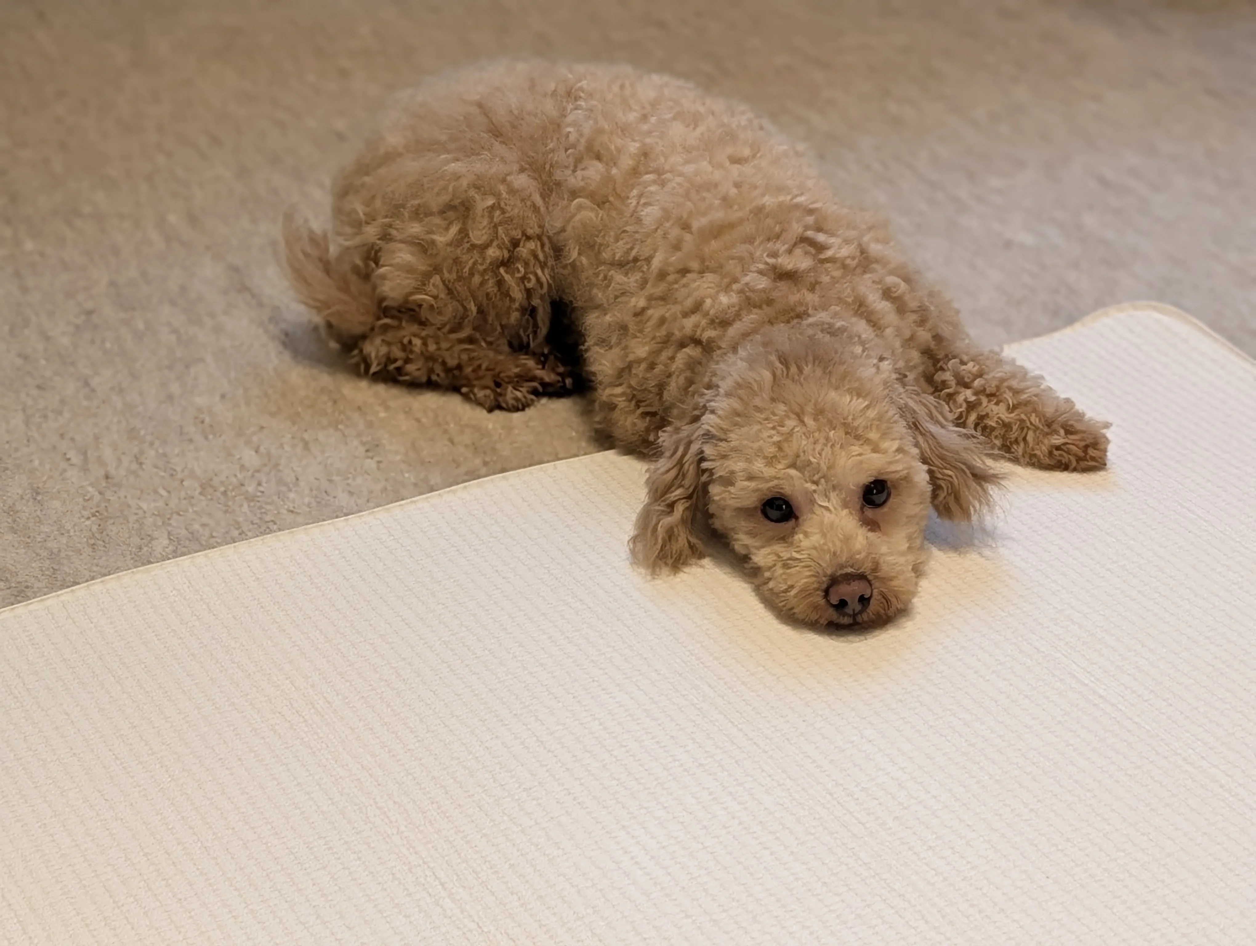 夜の寝室でうとうとするトイプードルのレオン