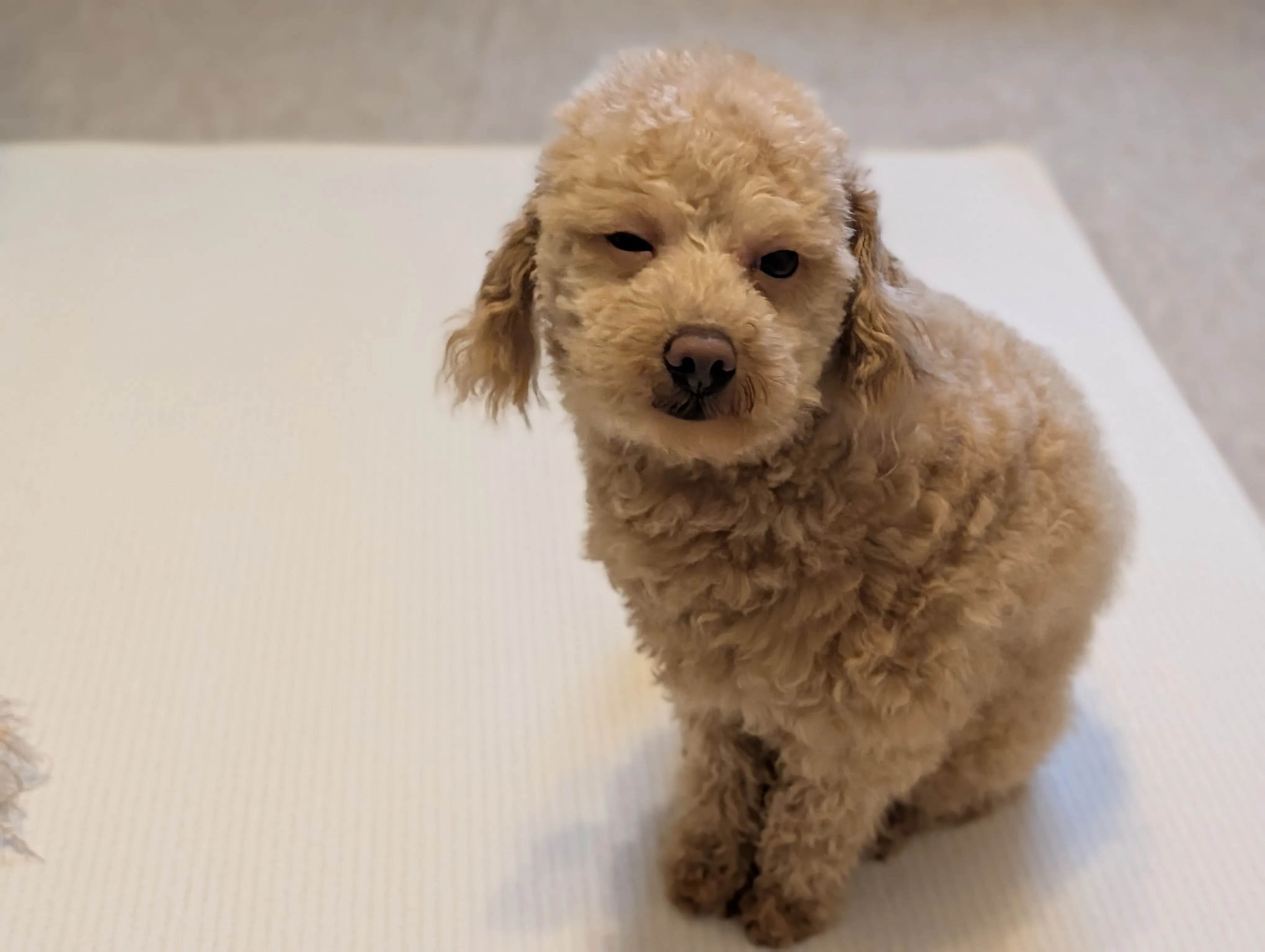 遊びに夢中なトイプードル