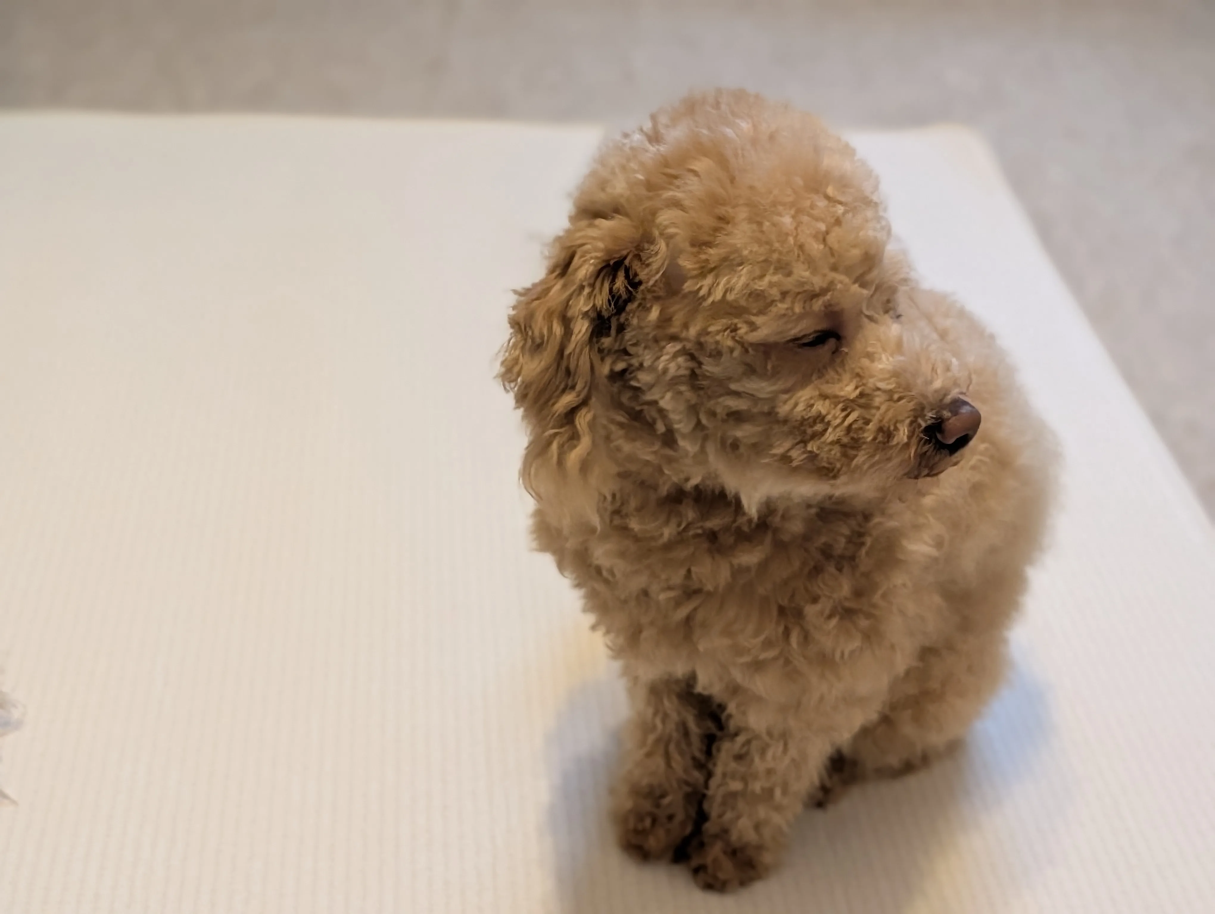 カメラ目線のトイプードル