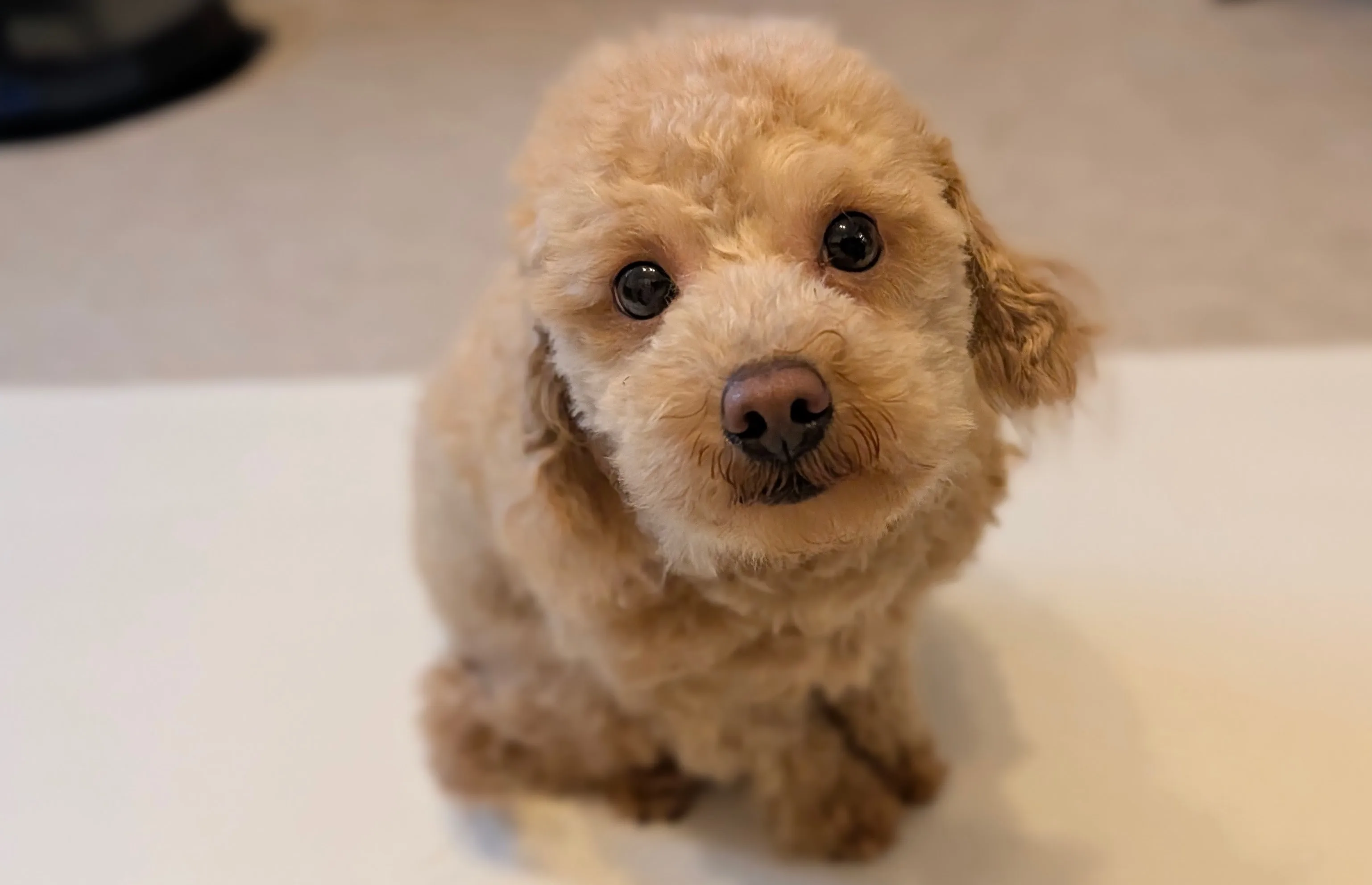 まったりしているトイプードル