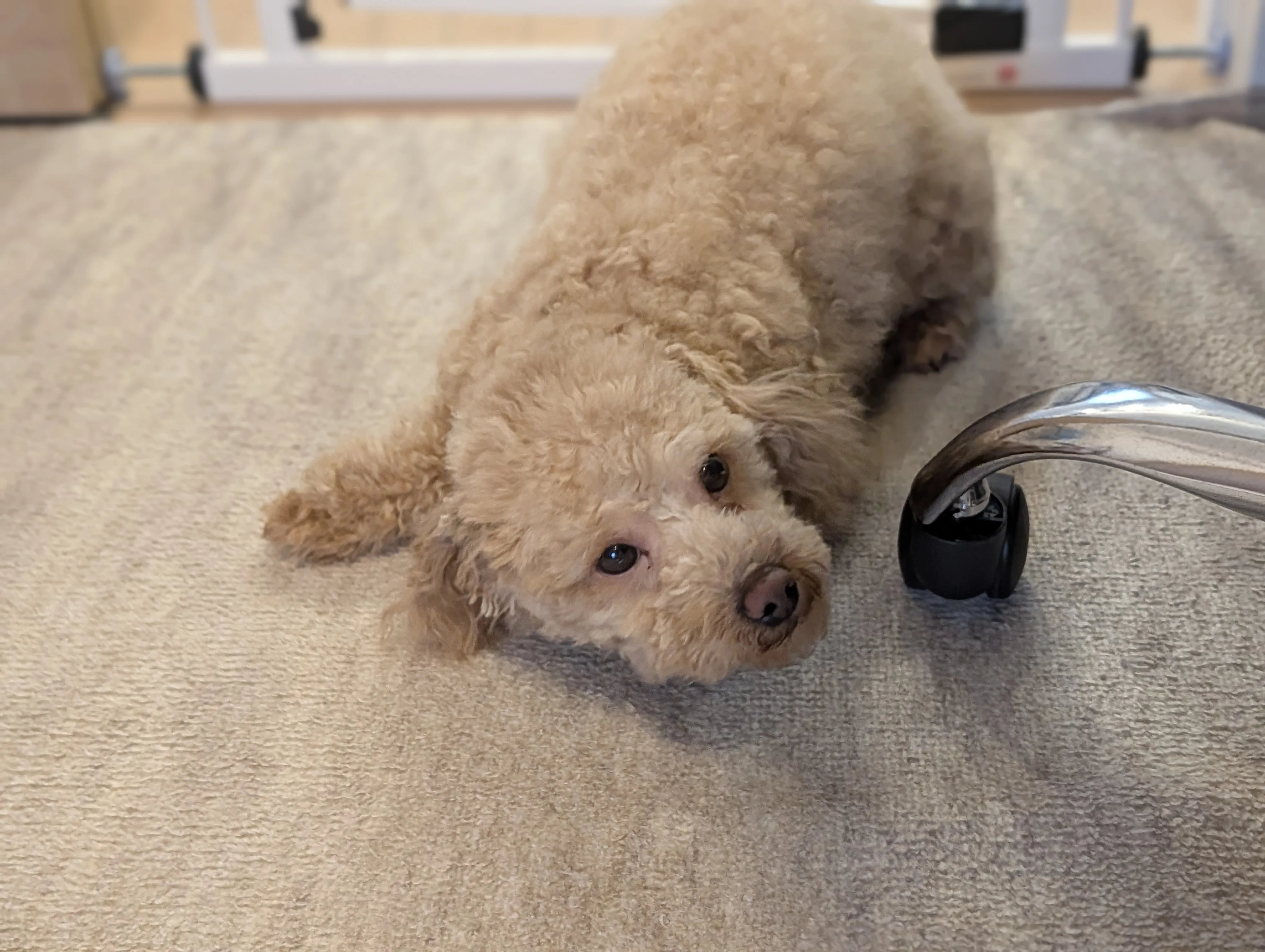 遊び疲れたトイプードル