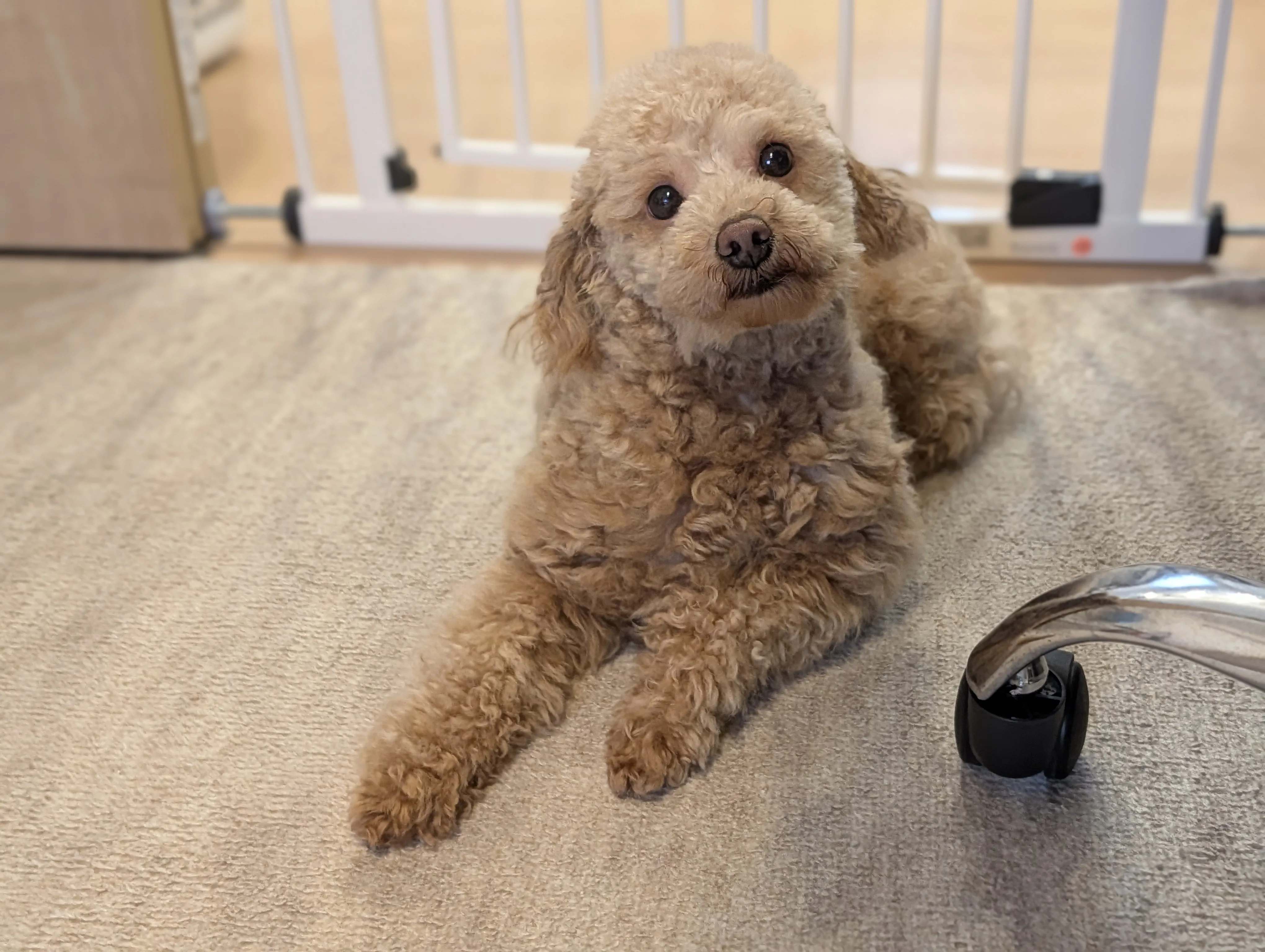 リラックスして眠るトイプードル