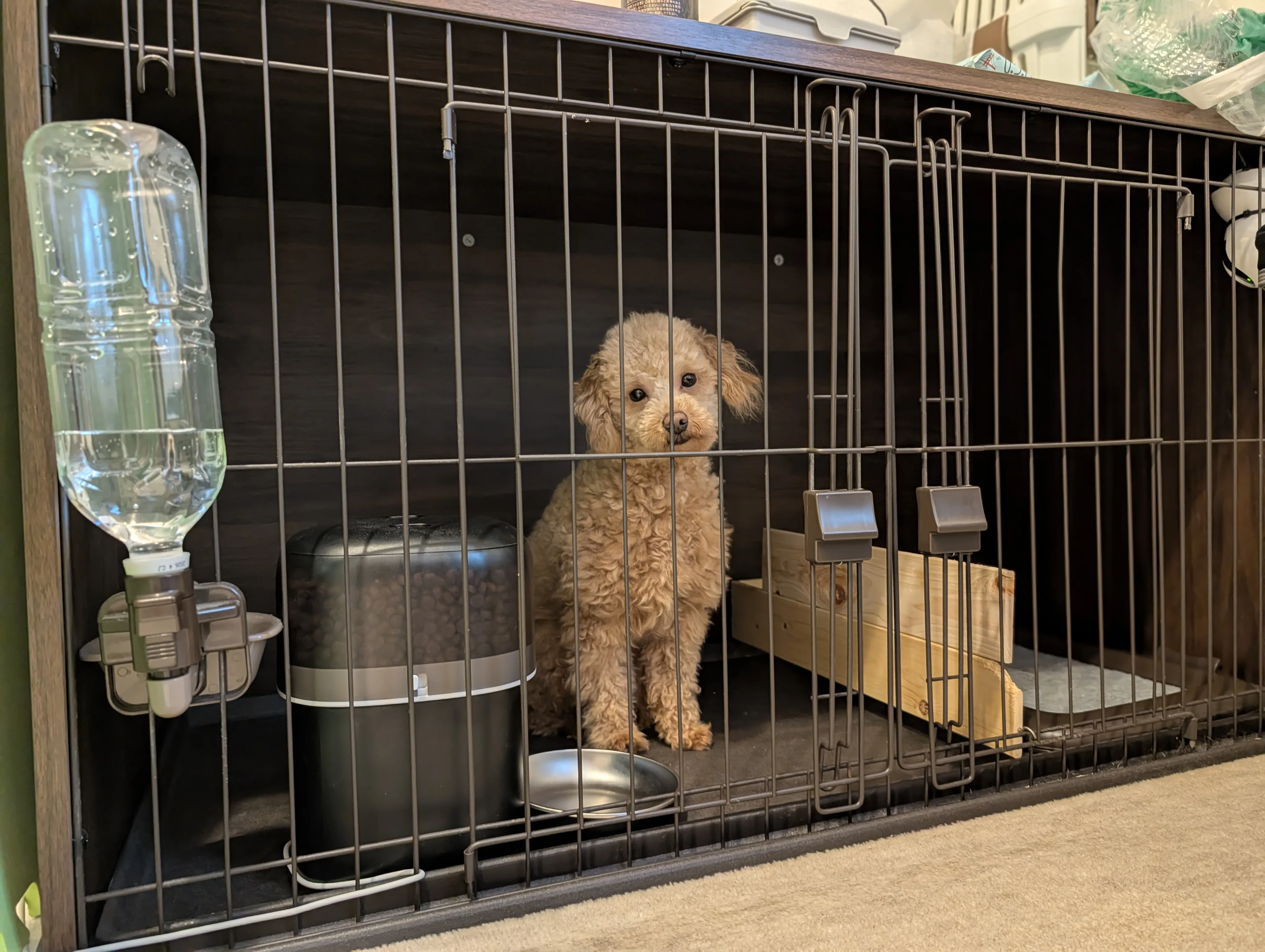 くつろぐトイプードル