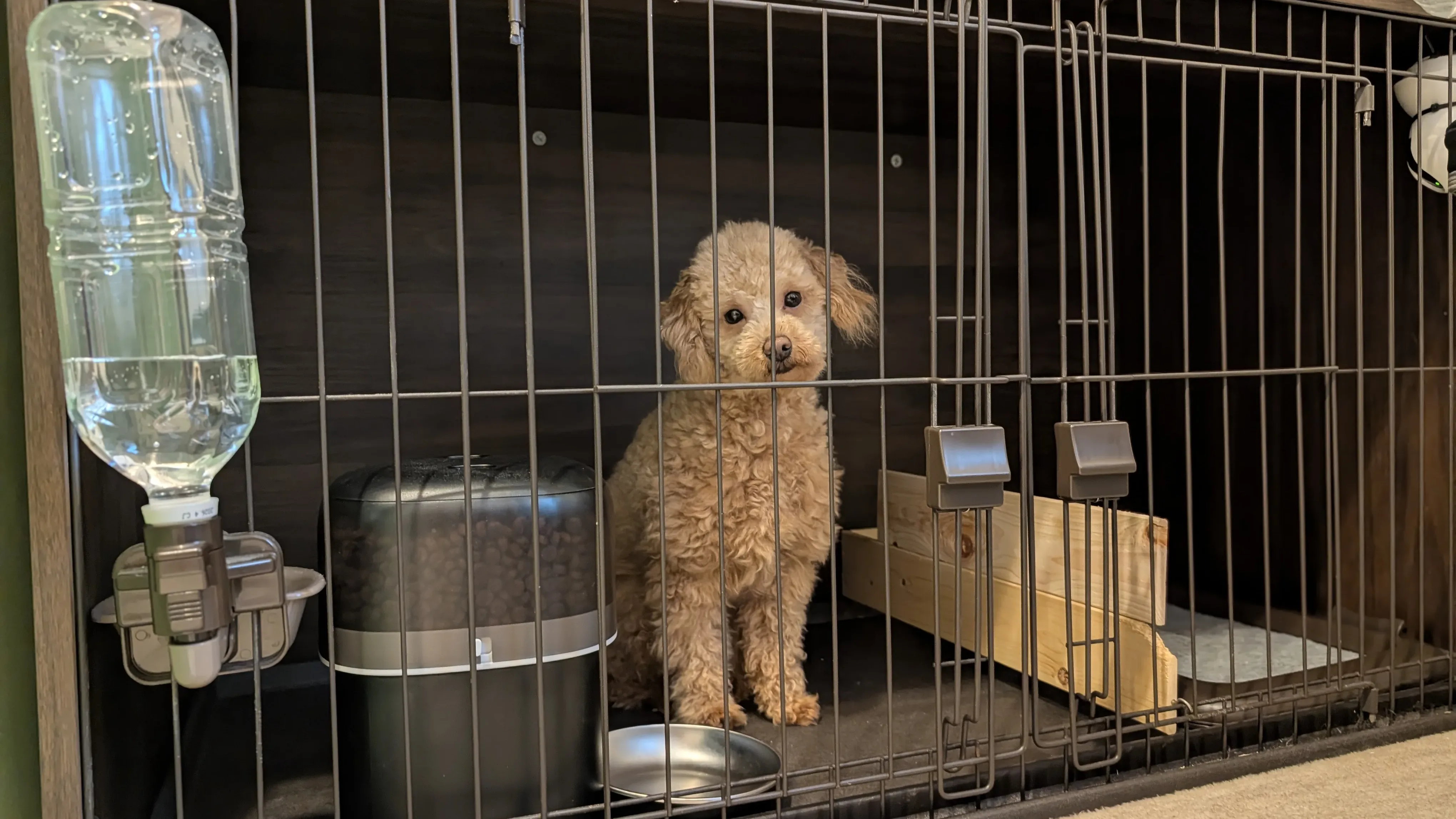 サークルの中でくつろぐトイプードルのレオン