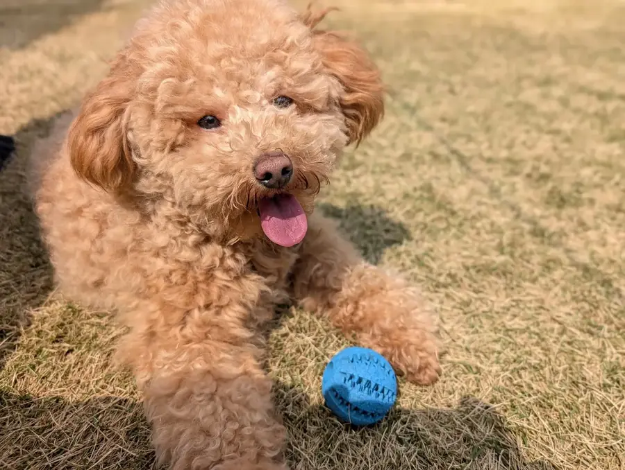 ショートテディベアカットのトイプードル