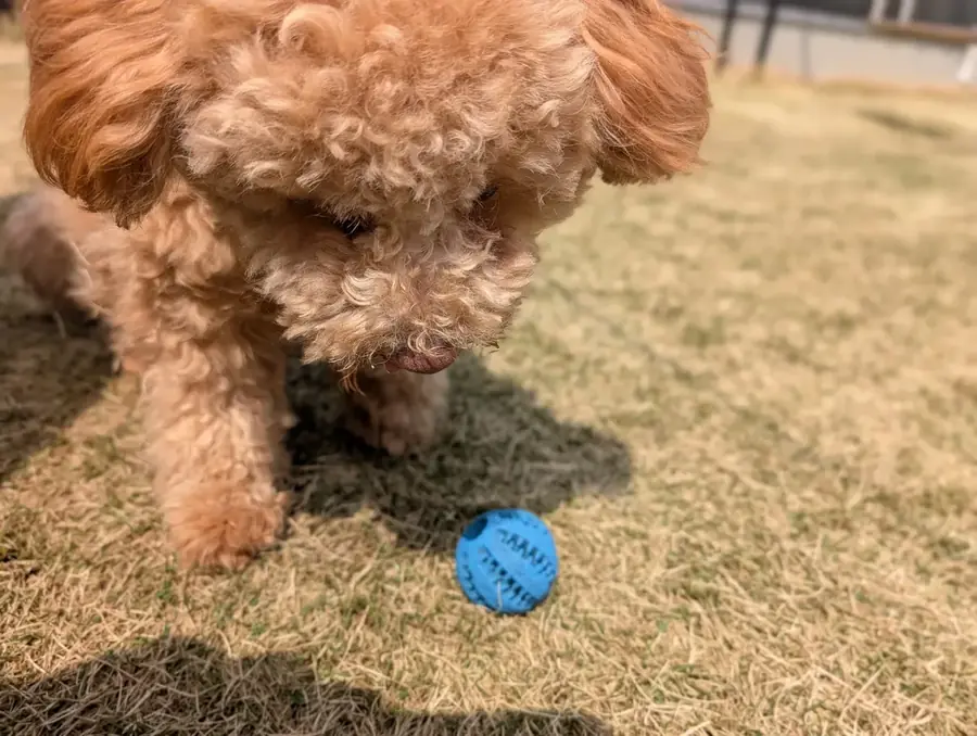 サマーカット失敗例