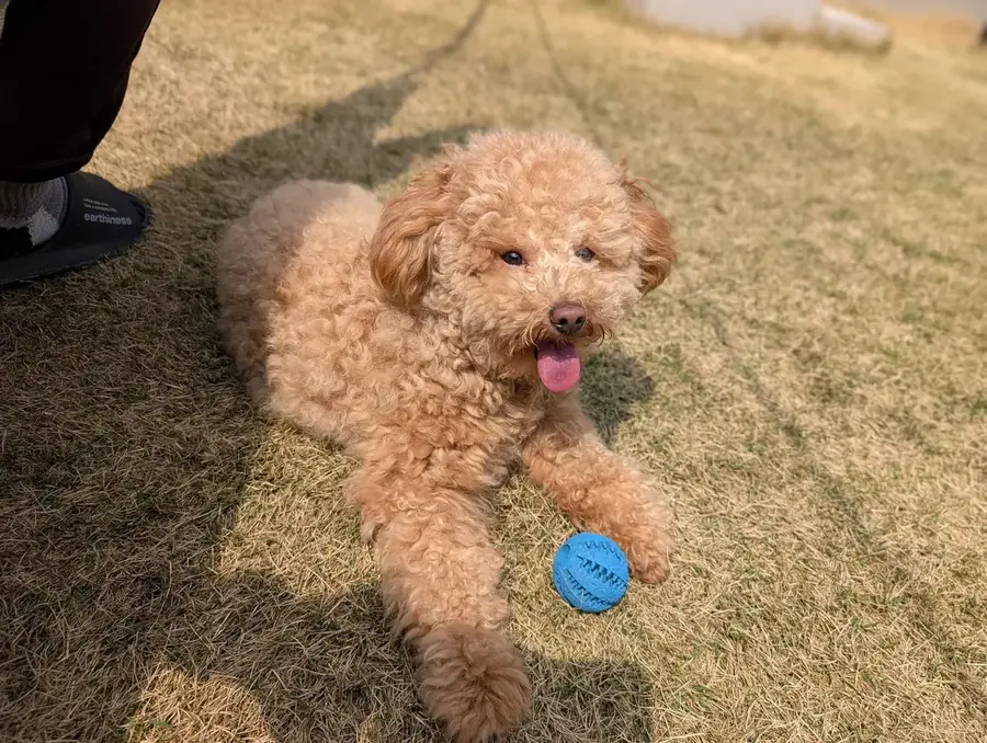 サマーカットで快適に過ごすトイプードル