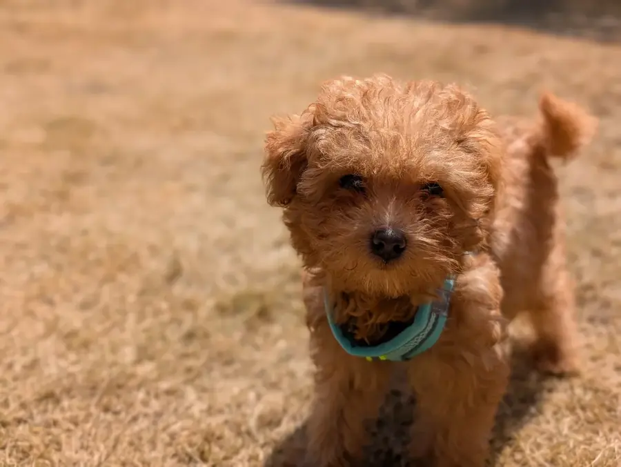 テディベアカットのトイプードル